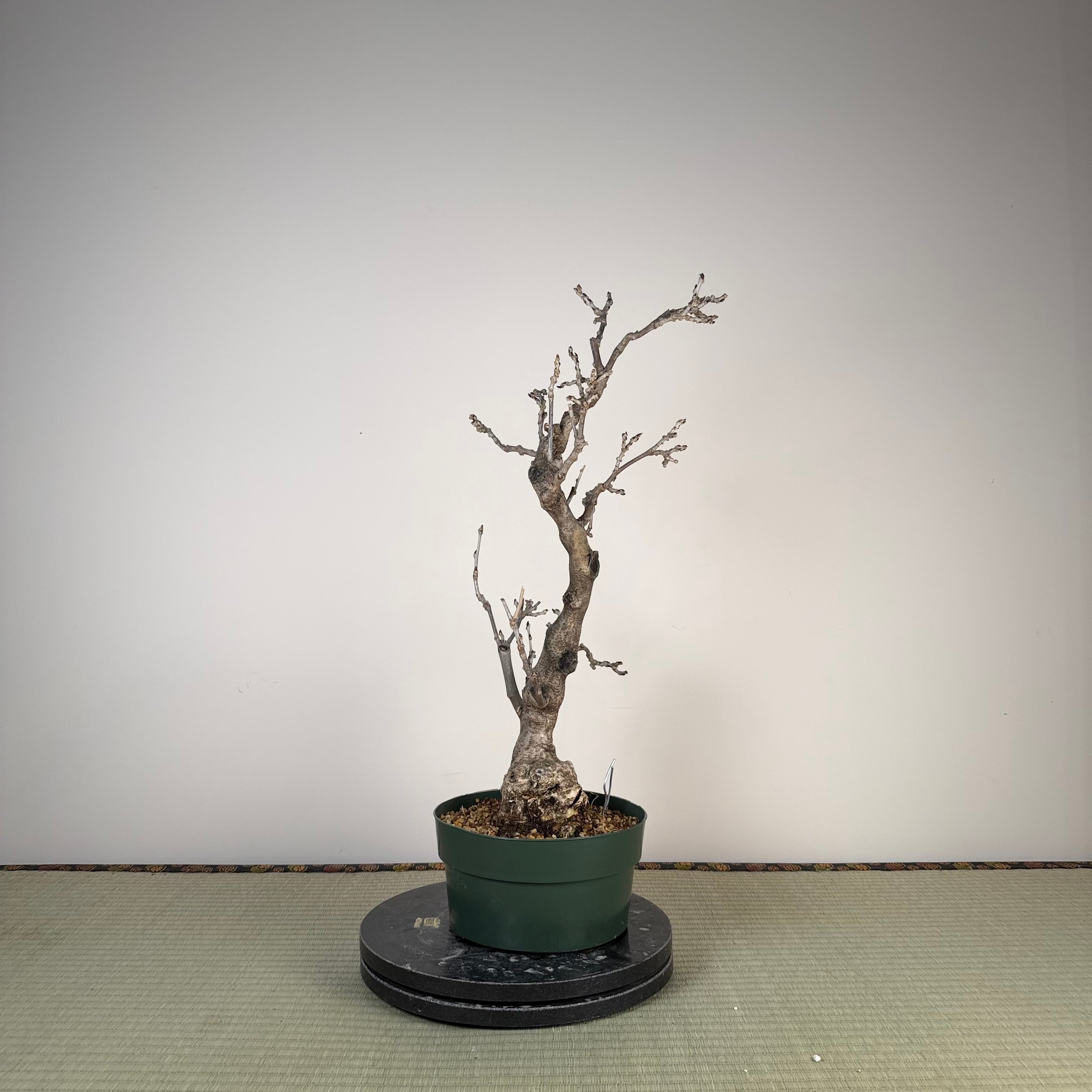 Wisteria floribunda