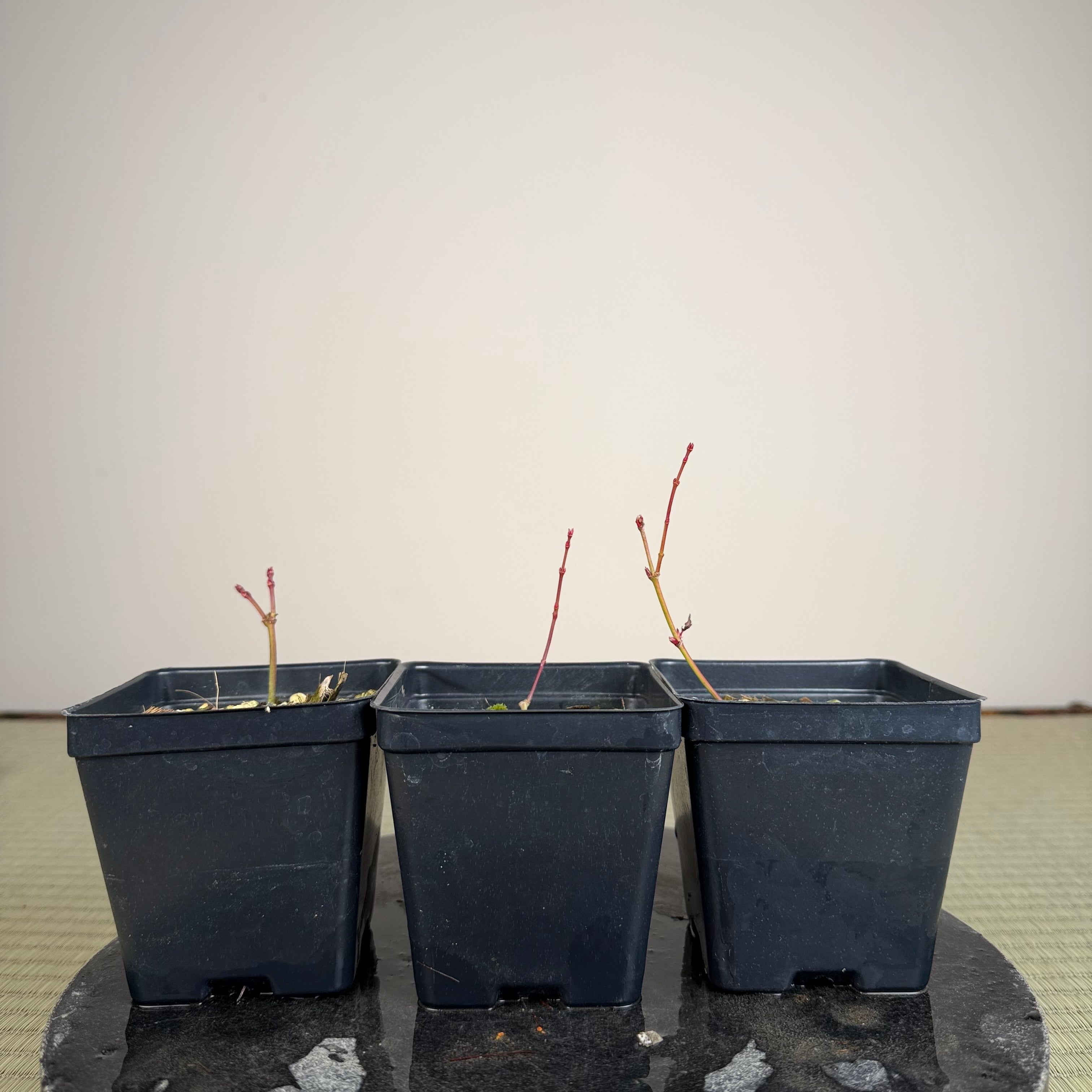 Acer palmatum 'Johnny's Pink'