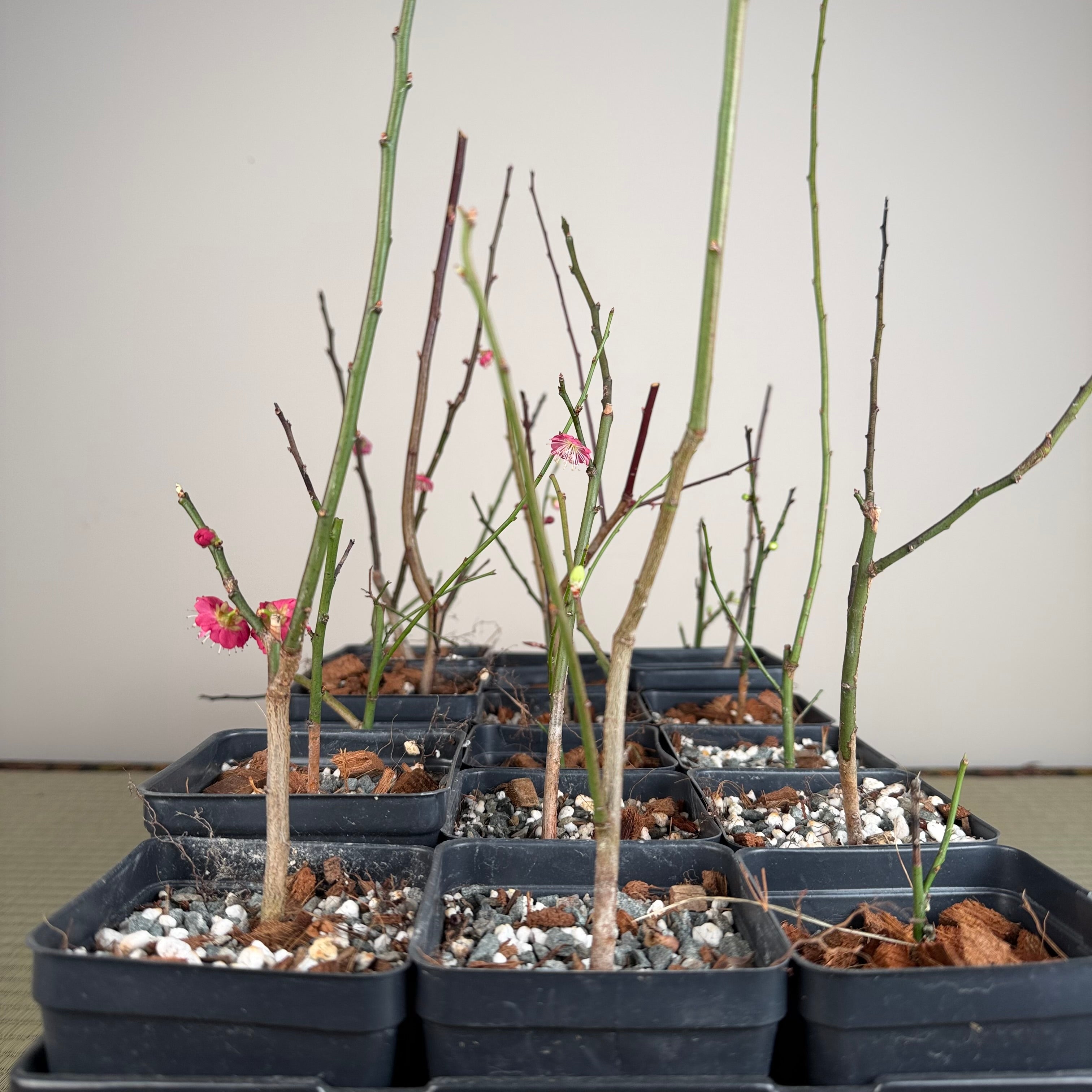 Prunus mume (en fleurs ; taille 2)