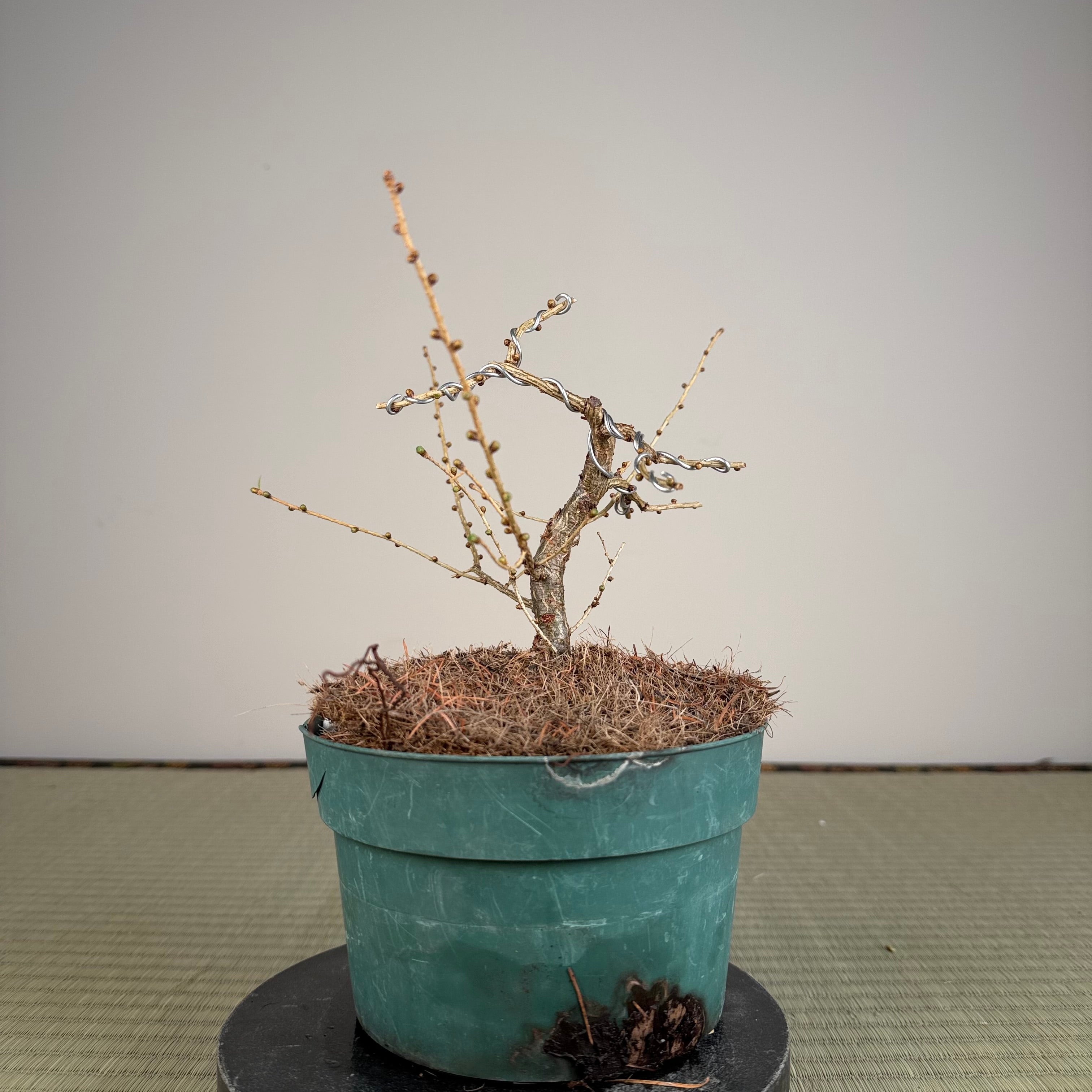 Larix leptolepsis
