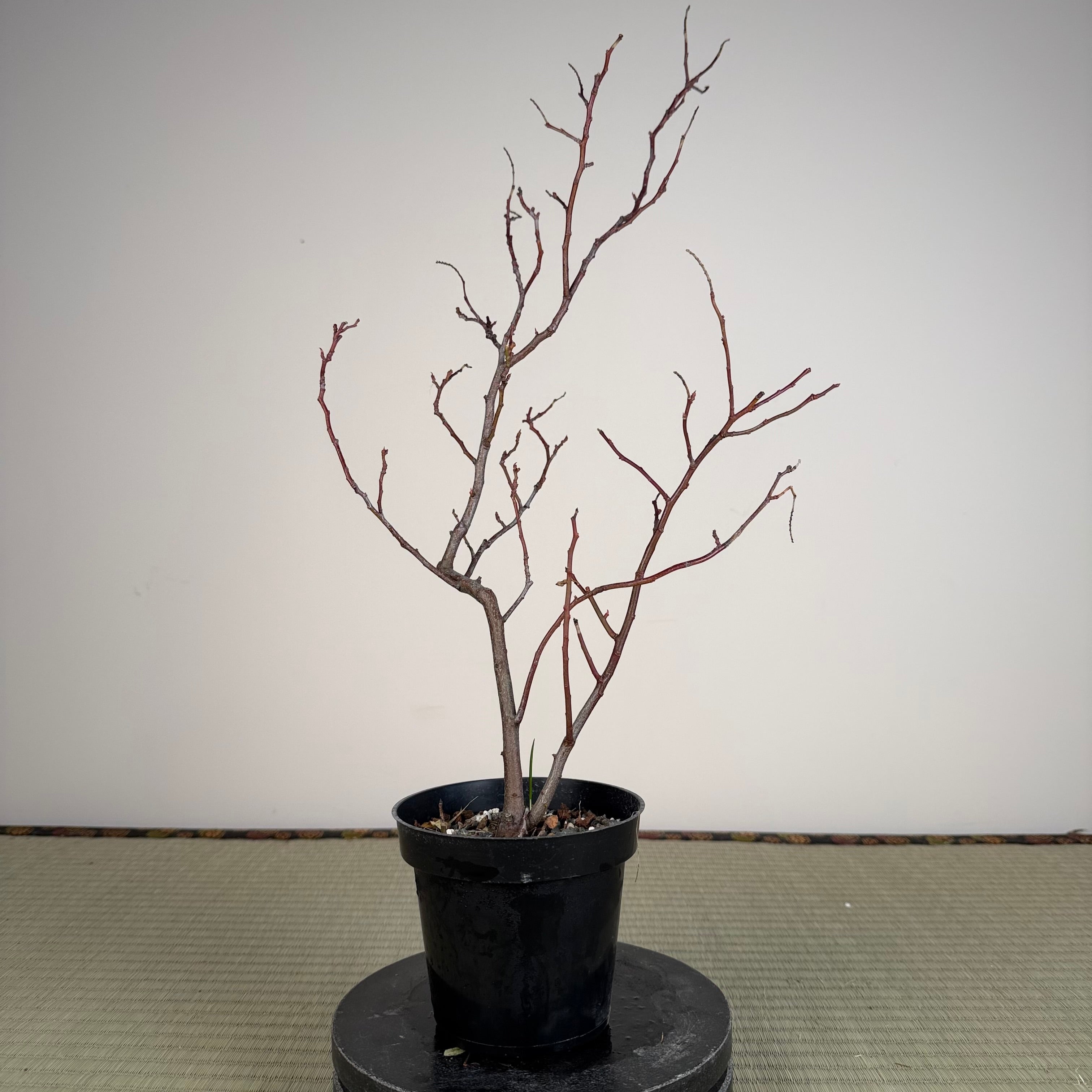 Itea japonica