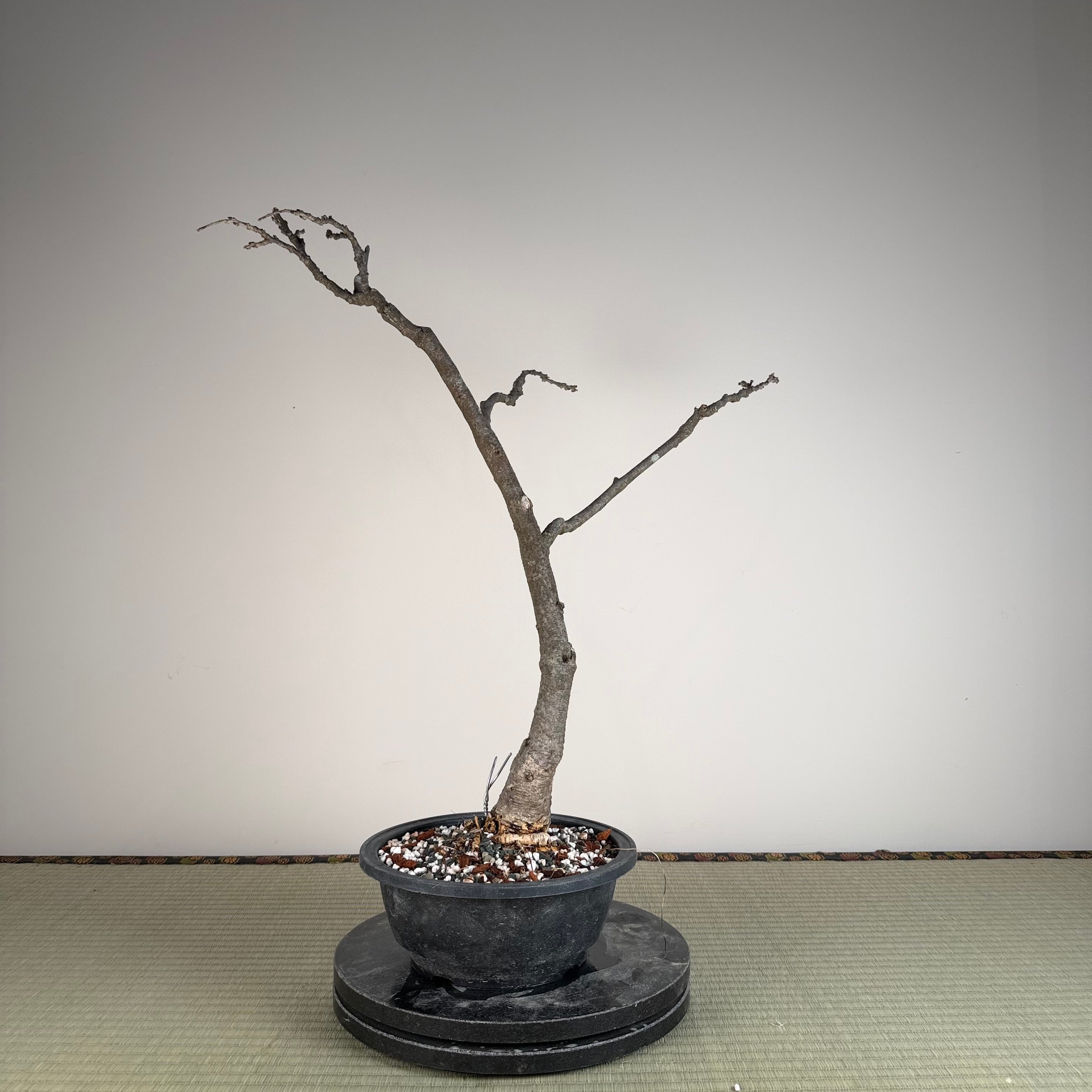 Wisteria floribunda (white)
