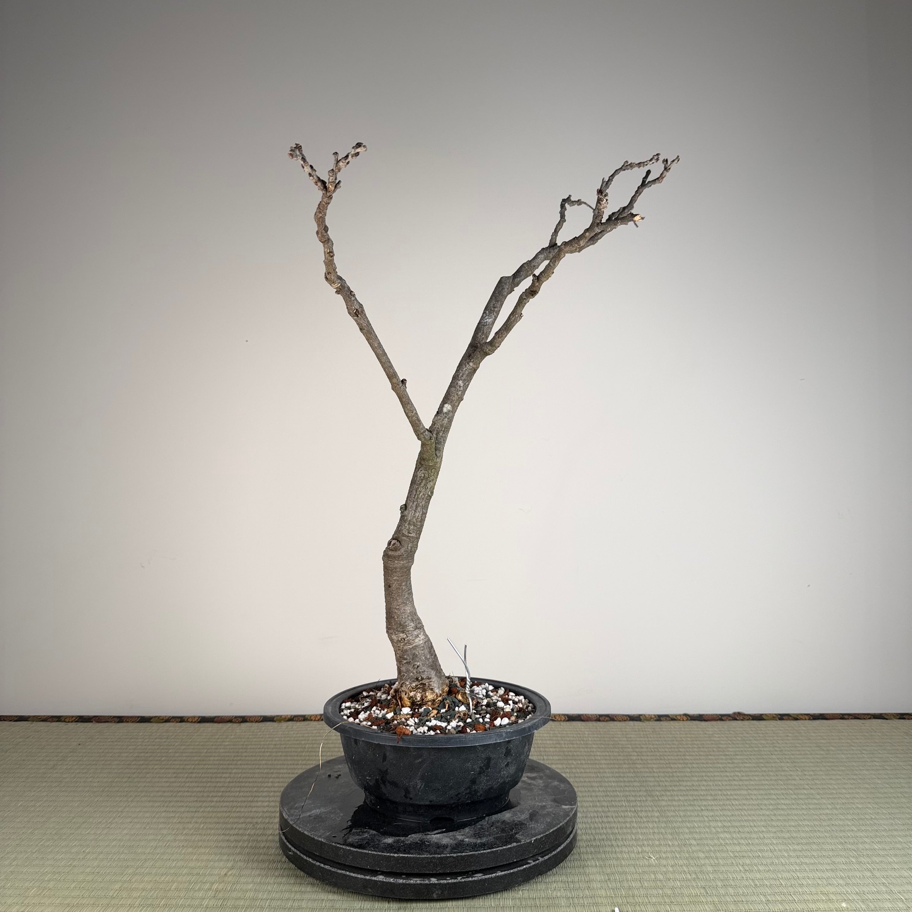 Wisteria floribunda (white)