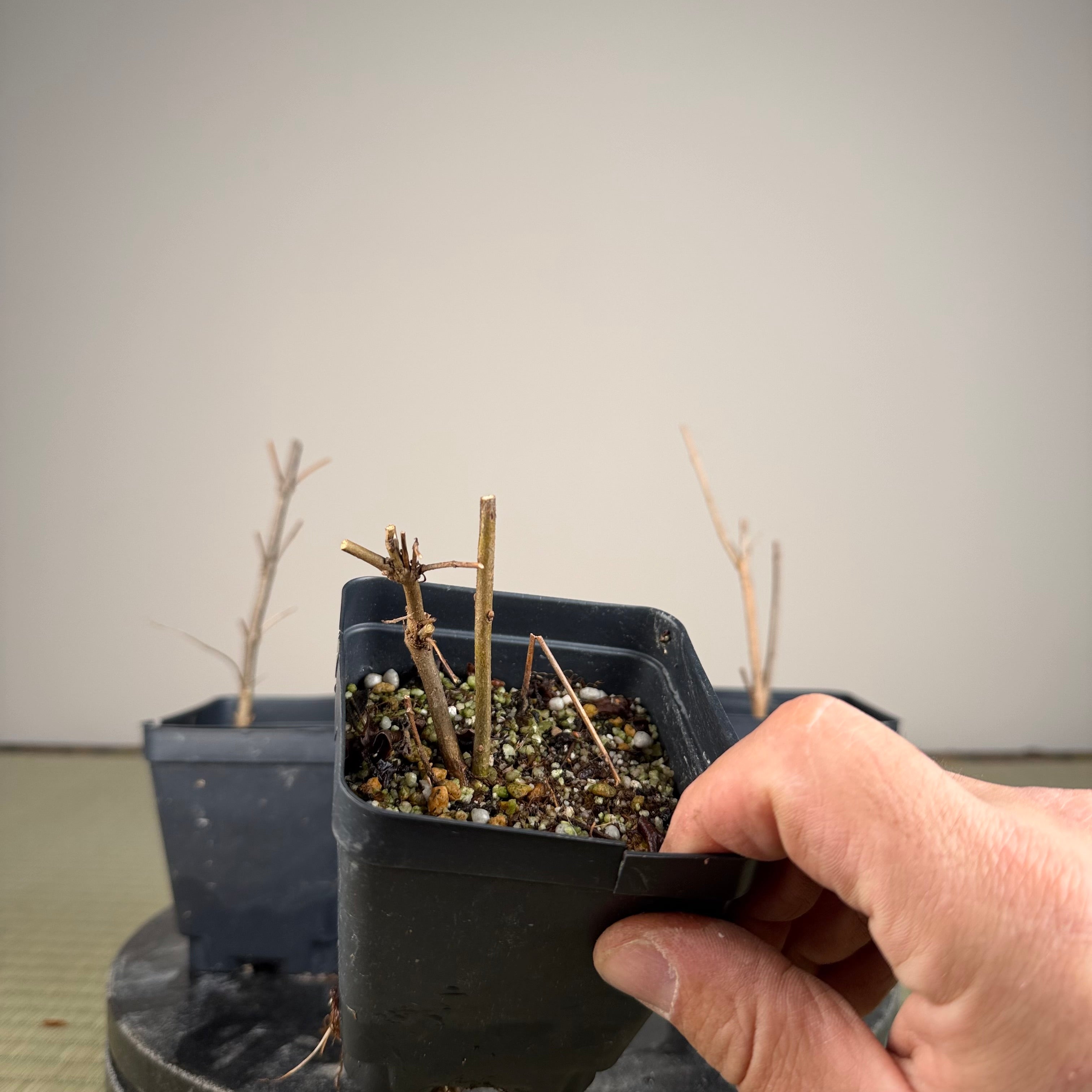 Callicarpa japonica