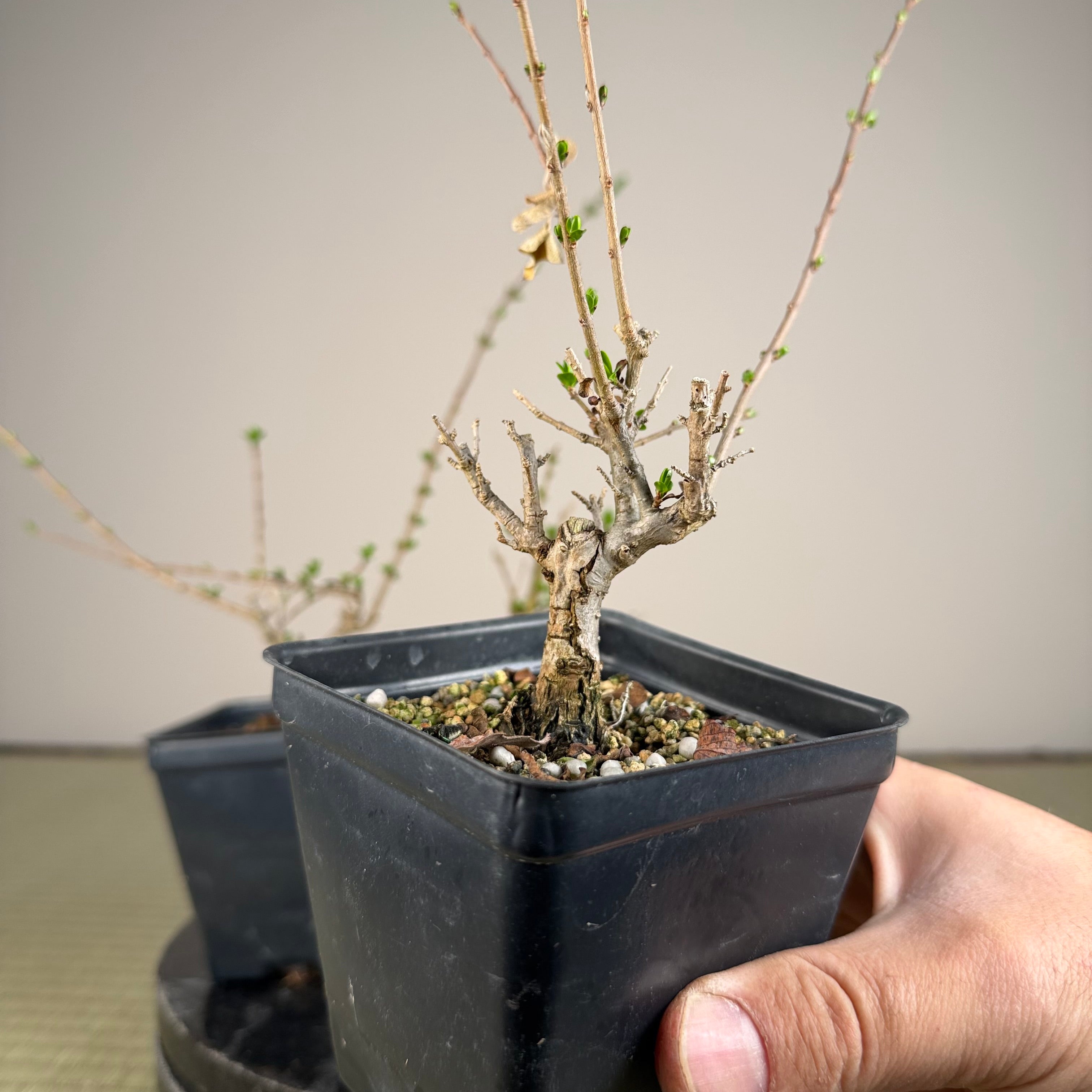 Ligustrum
