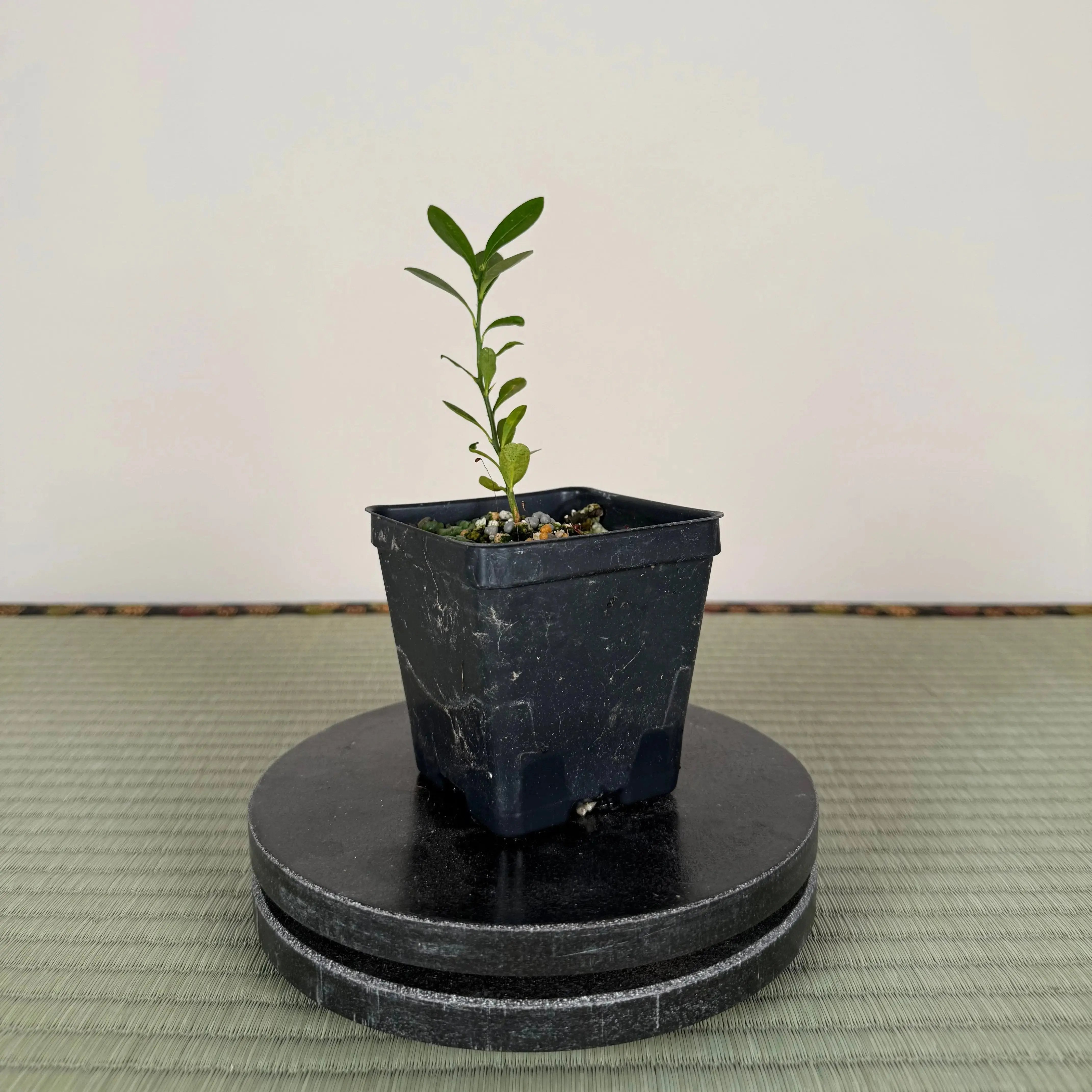 Base Kit with Indoor Bonsai Canada Bonsai