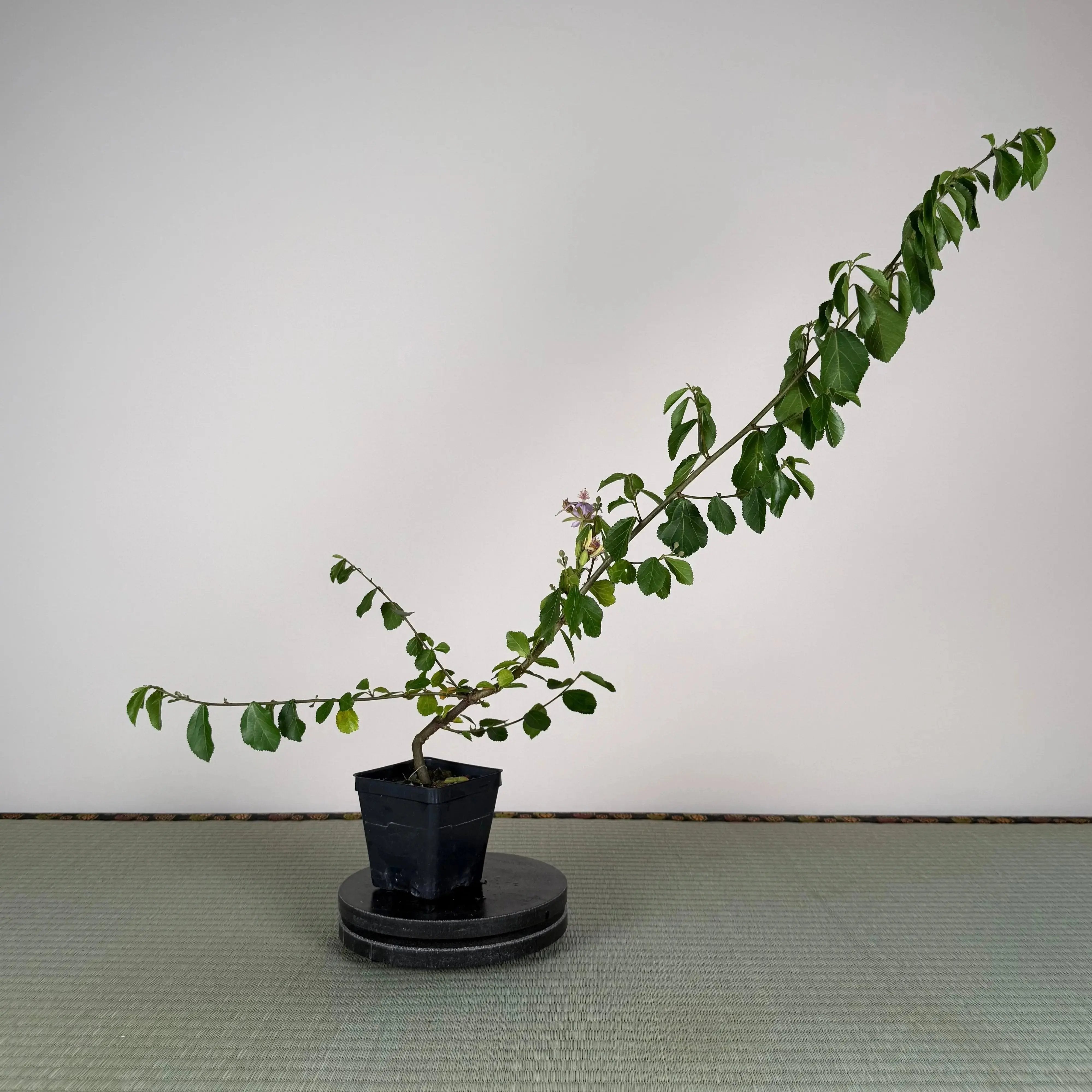 Base Kit with Indoor Bonsai Canada Bonsai