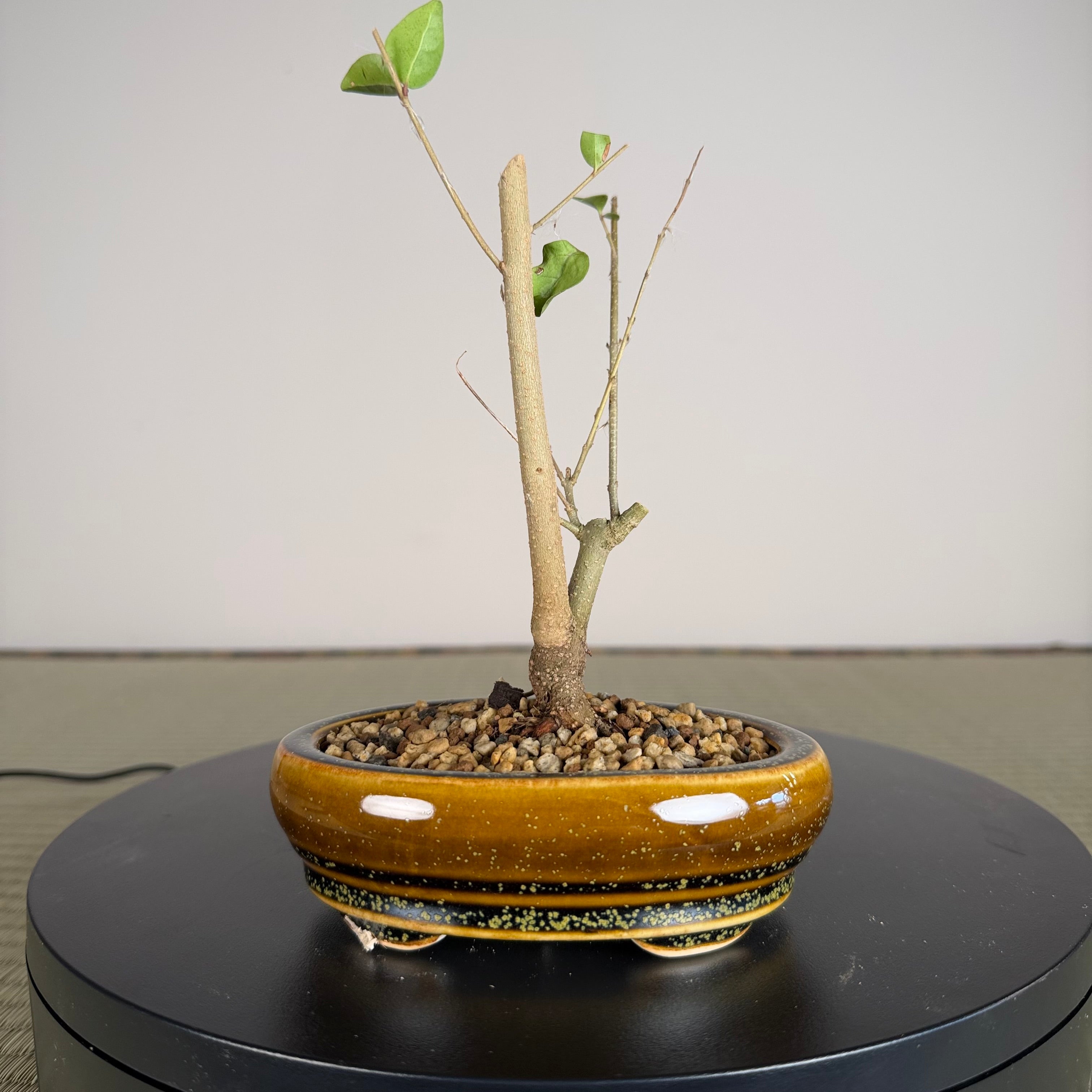 Chinese Privet