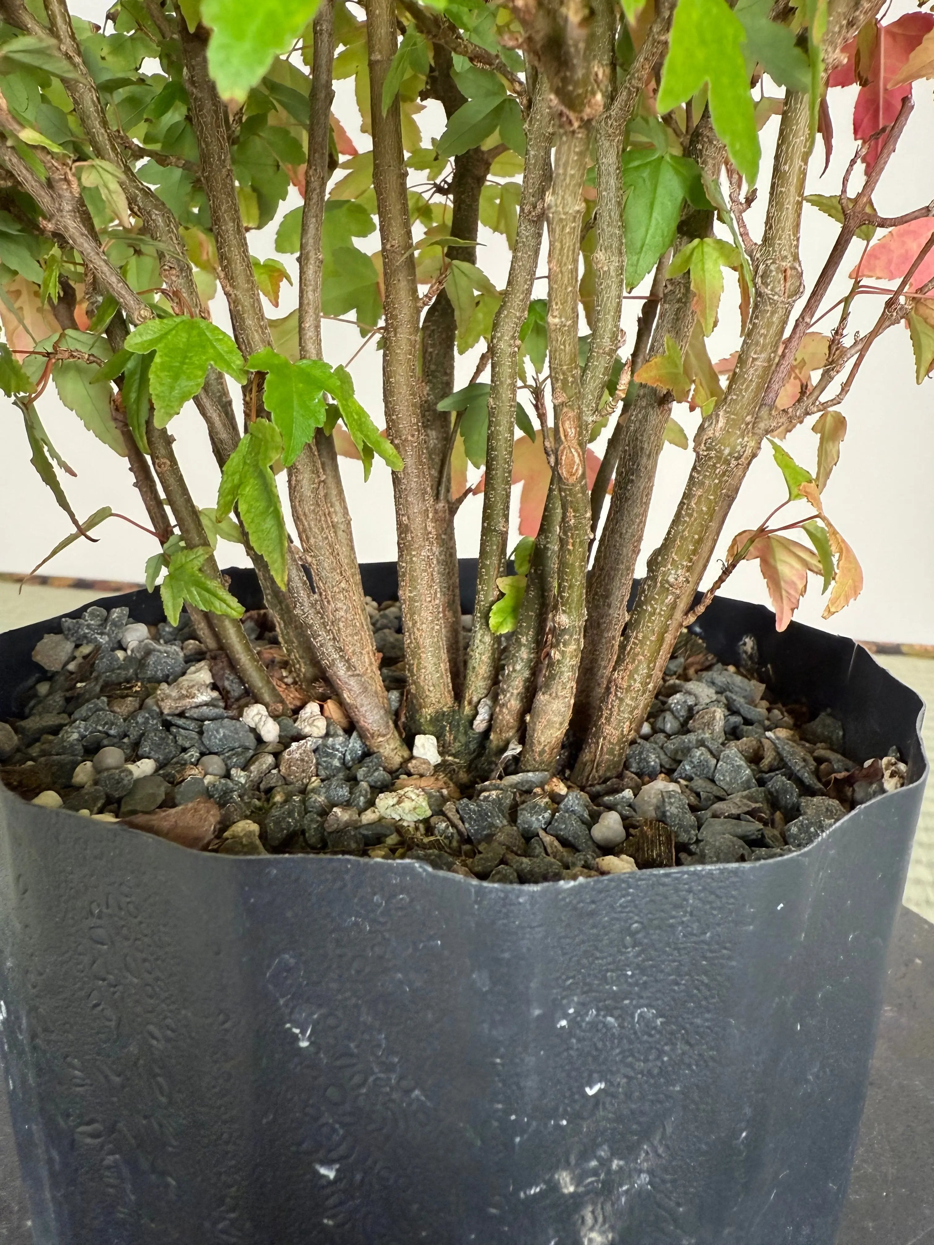 Acer buergerianum 'Fuyo-en' (Clump) Canada Bonsai