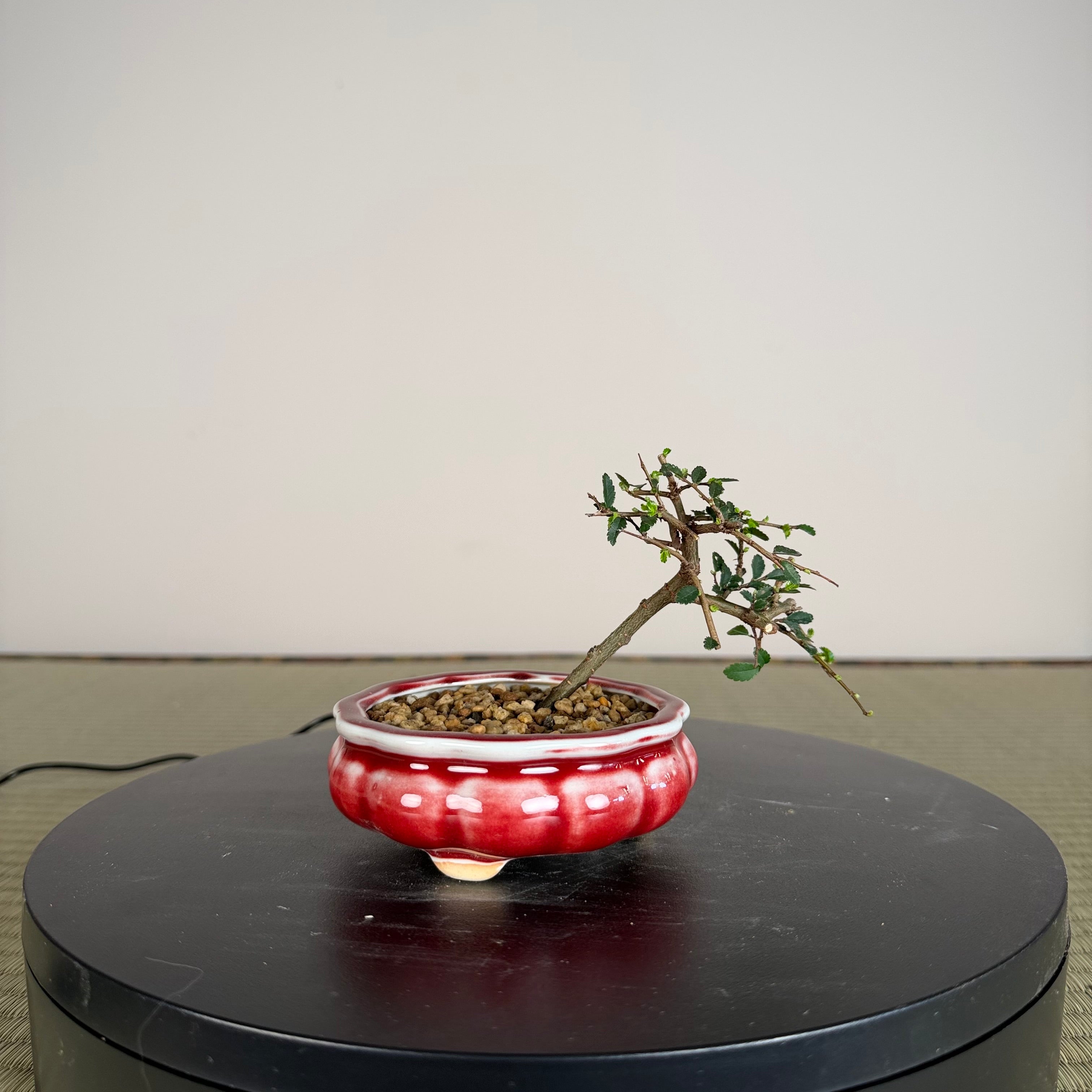 Chinese Elm