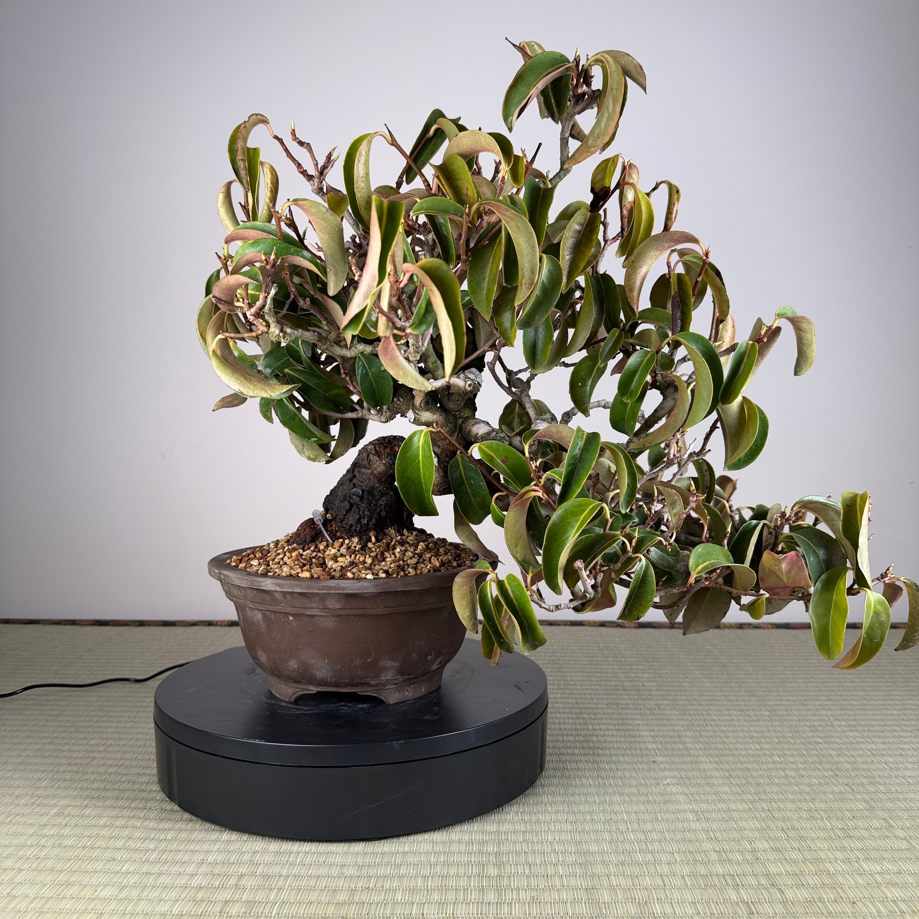 Kadsura japonica