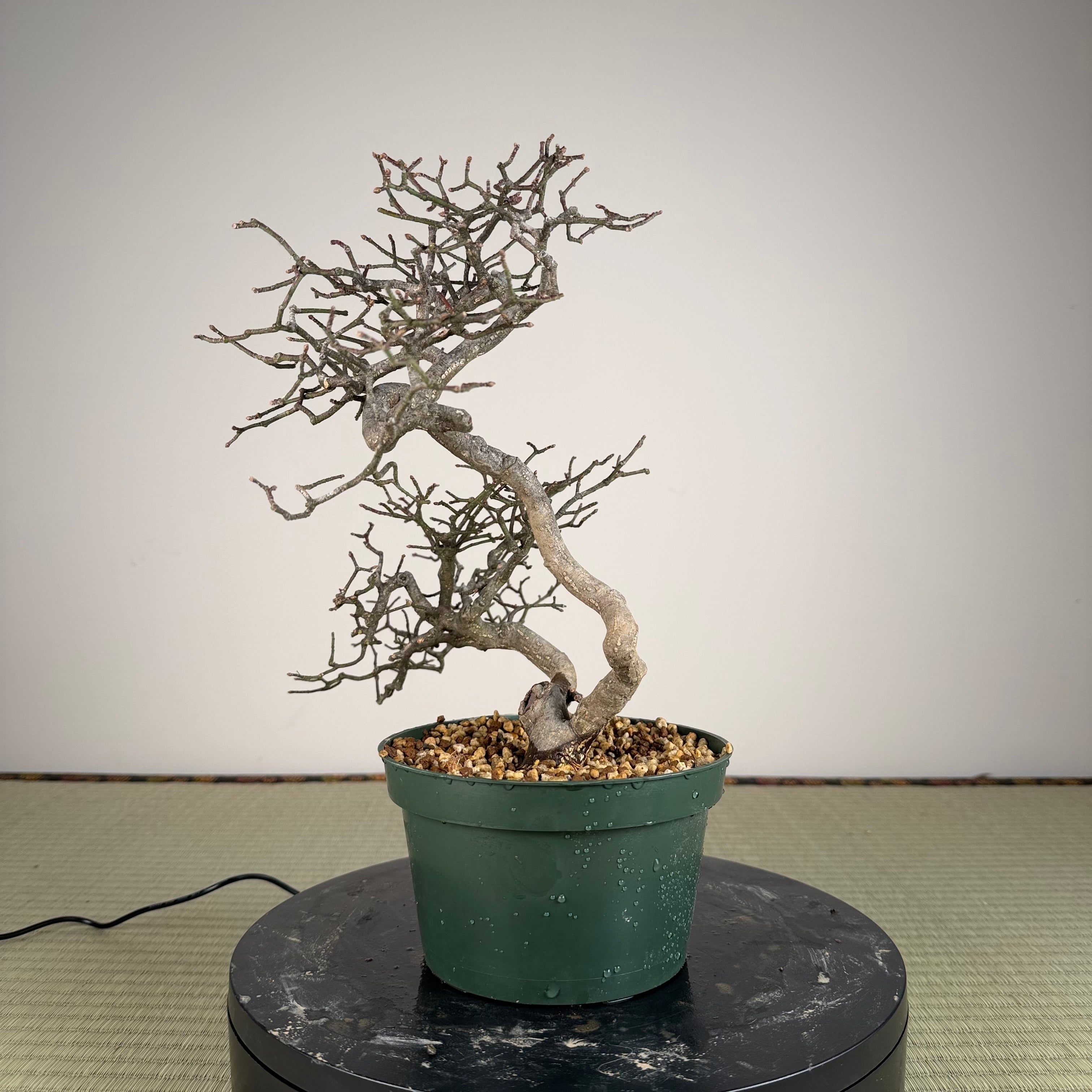 Euonymus