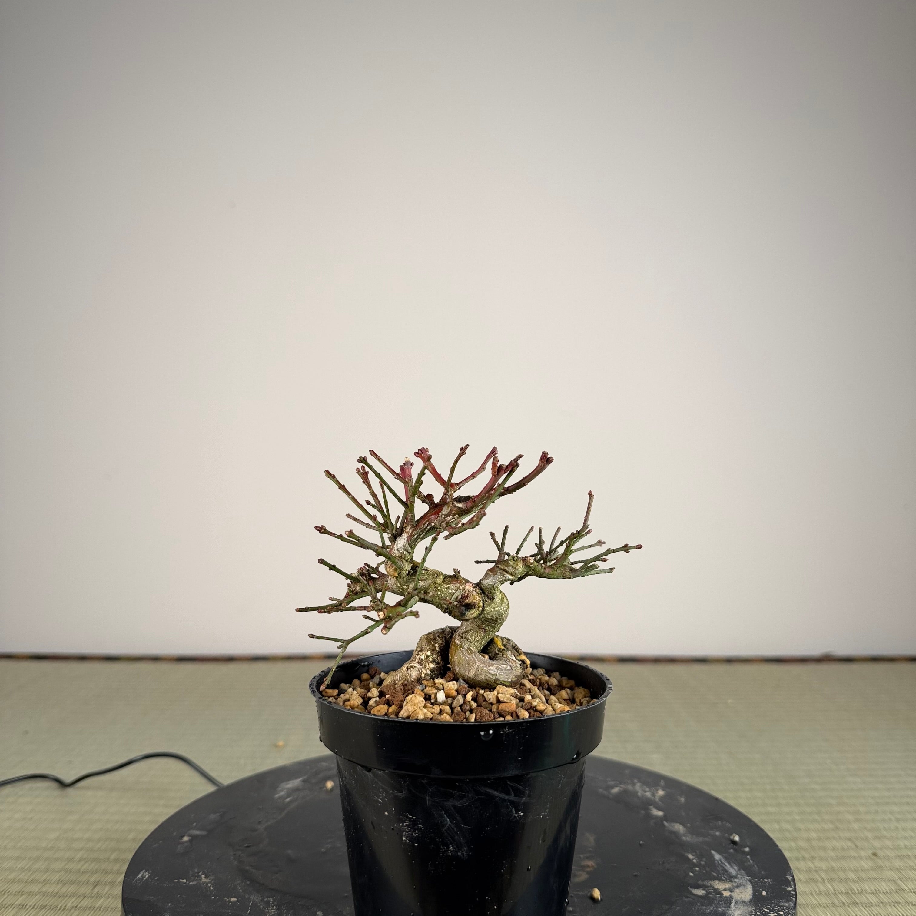 Euonymus