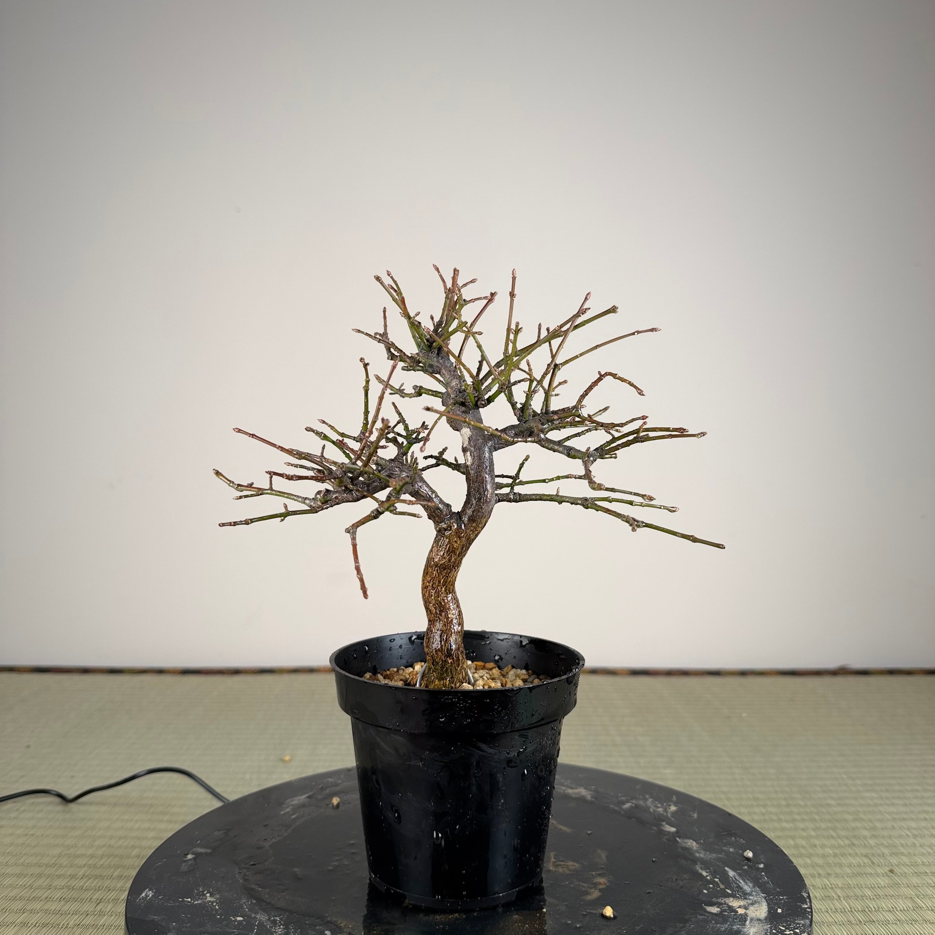 Euonymus