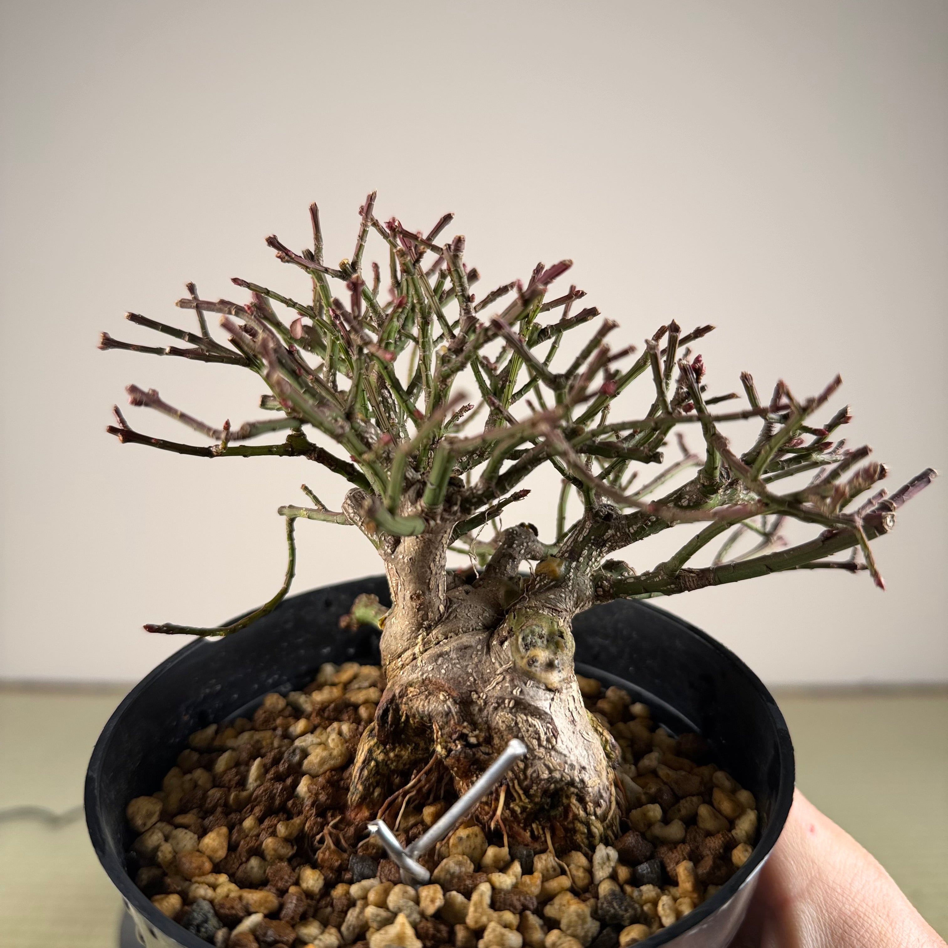 Euonymus