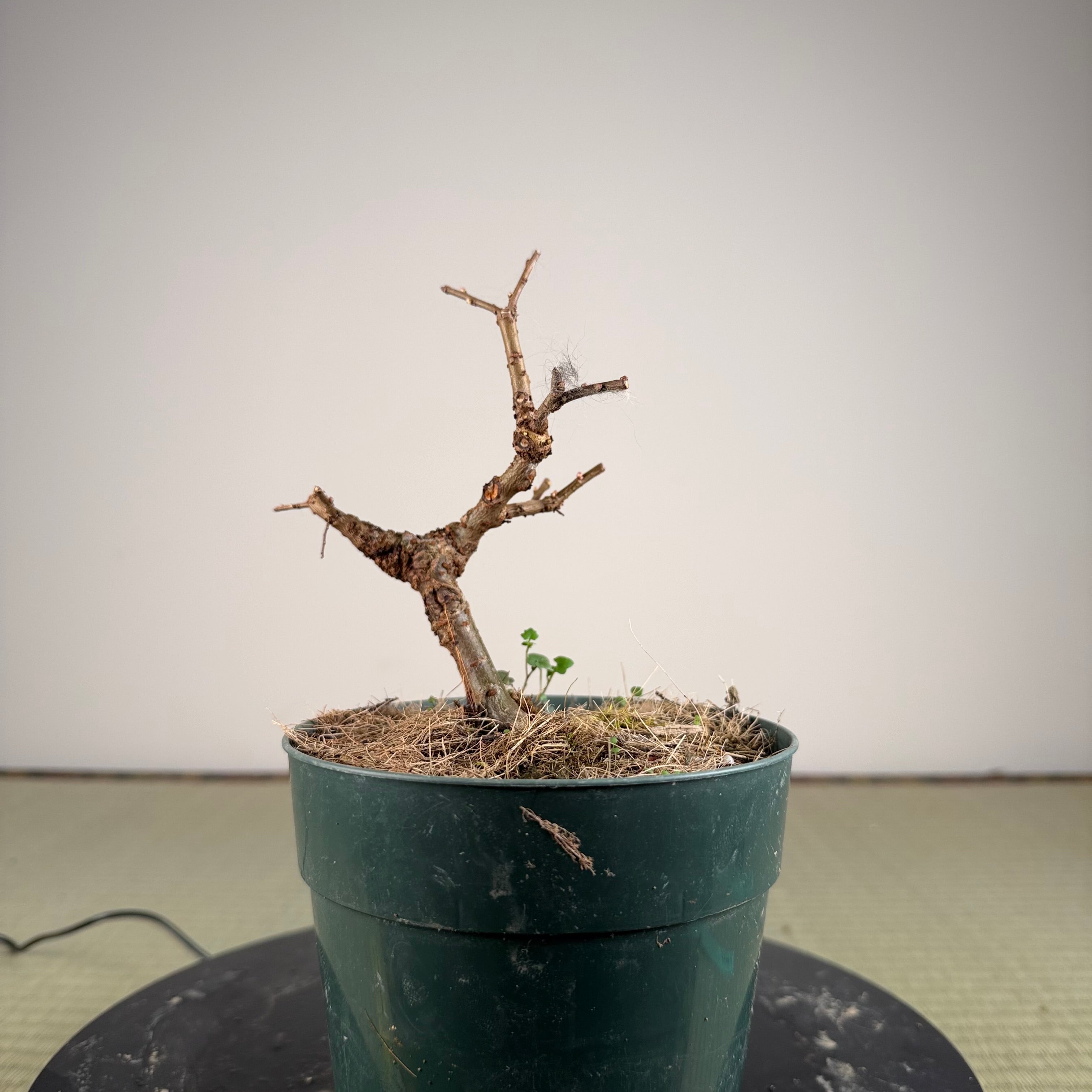 Jasminum nudiflorum