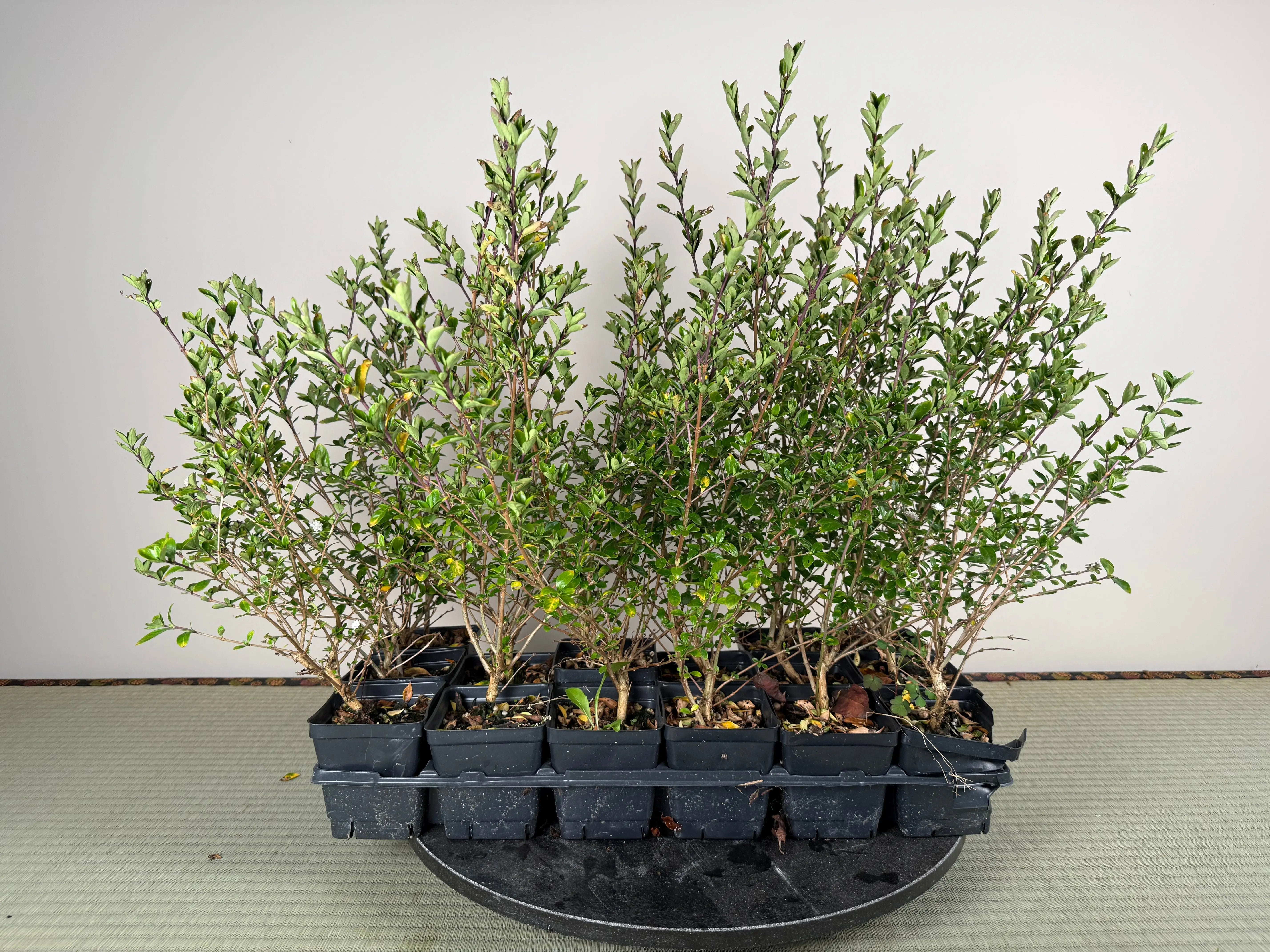 SNOW ROSE Canada Bonsai