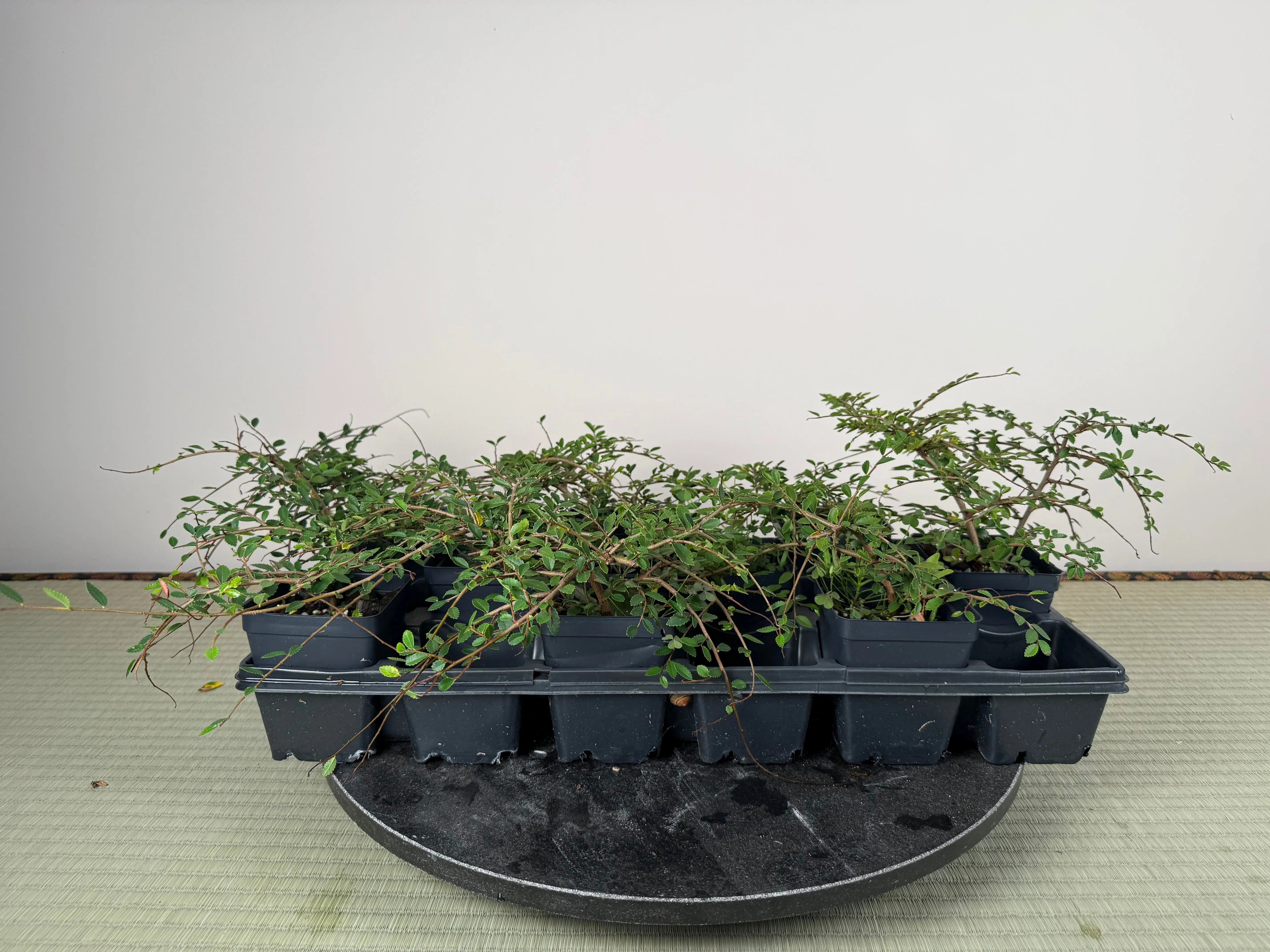 CHINESE ELM Canada Bonsai