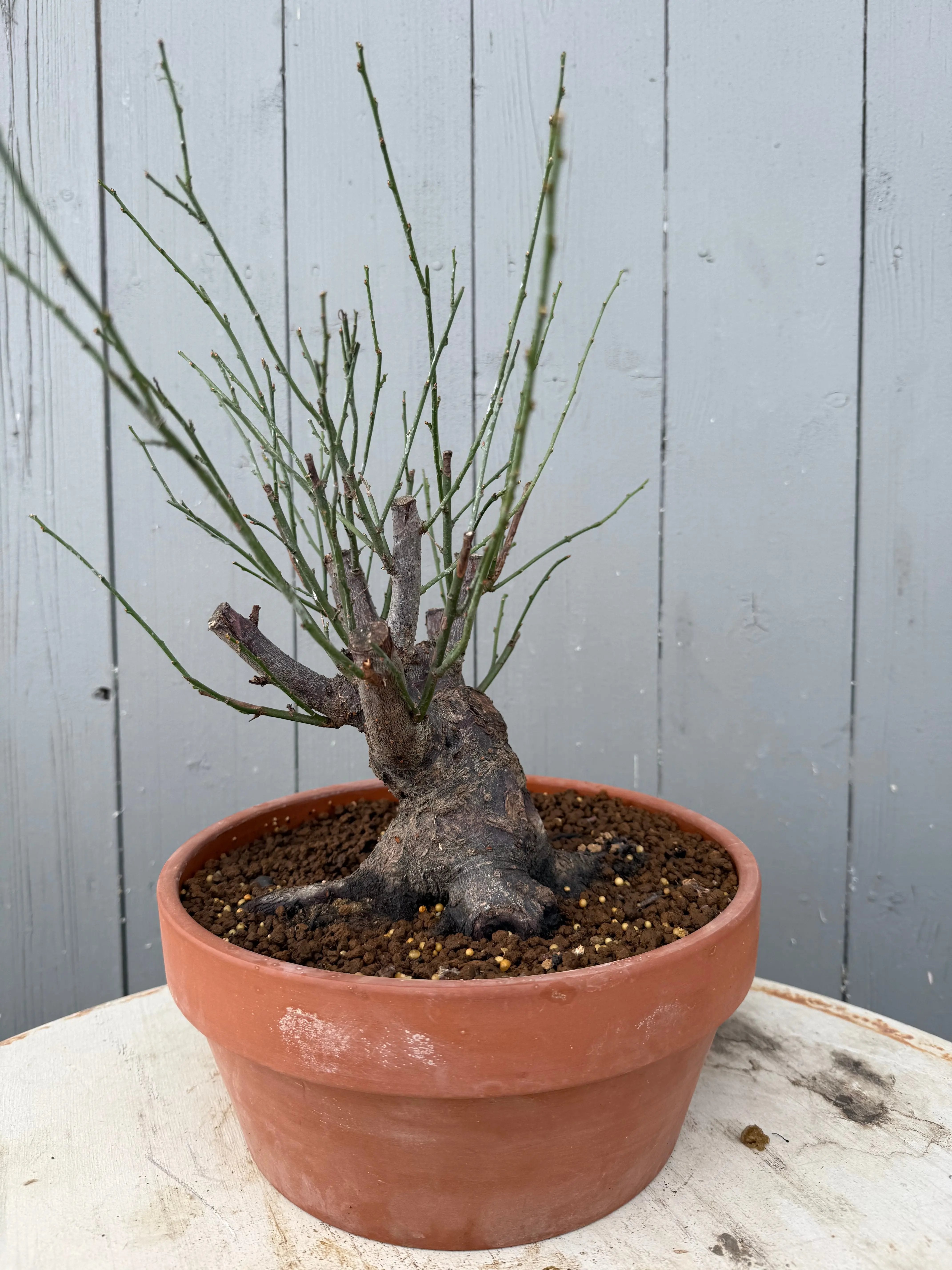 Prunus mume 'Dà gōngfěn' Canada Bonsai