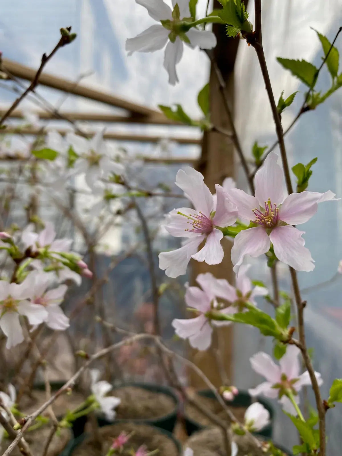 Prunus nipponica var. kurilensis Canada Bonsai