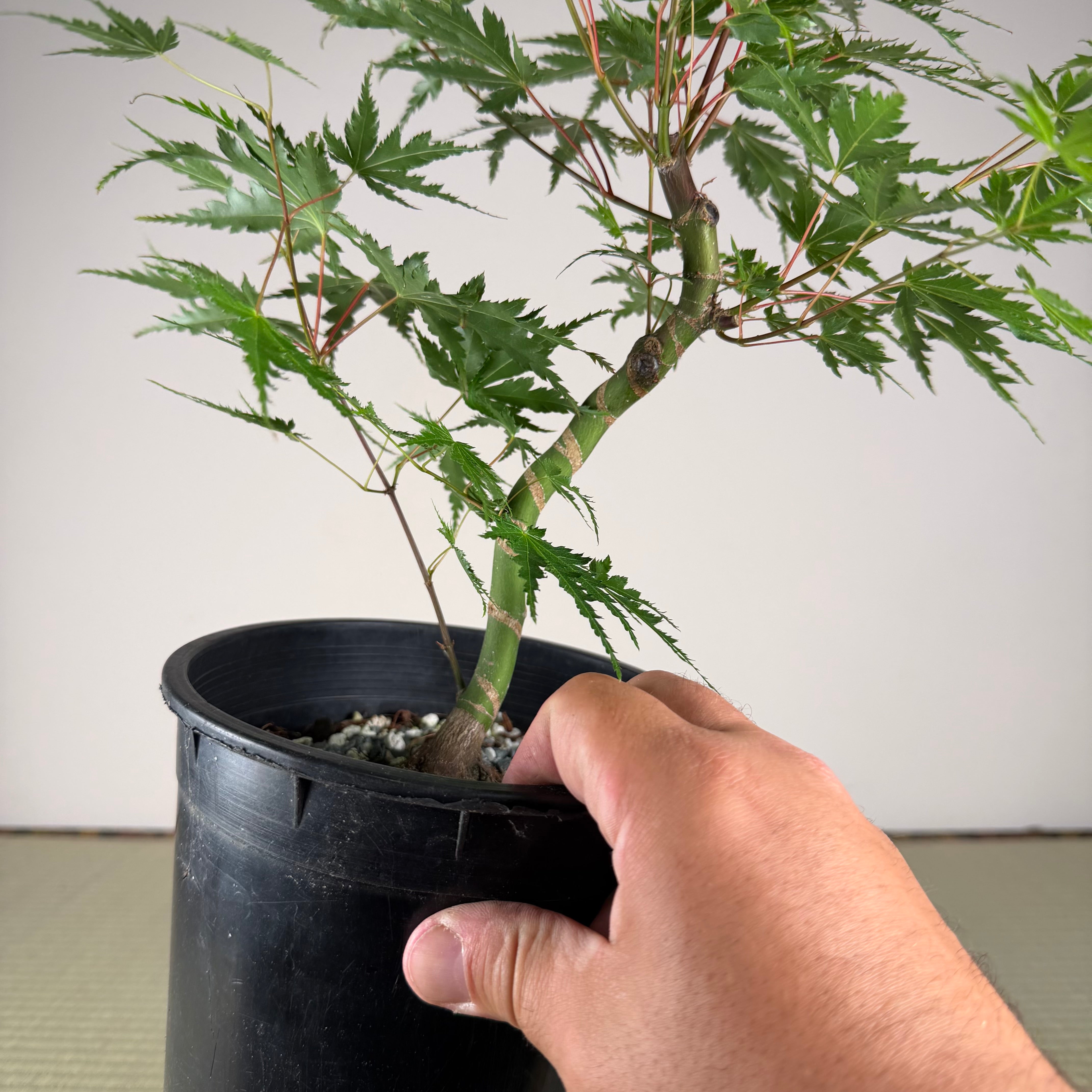 Acer palmatum 'Yves' Select' #3