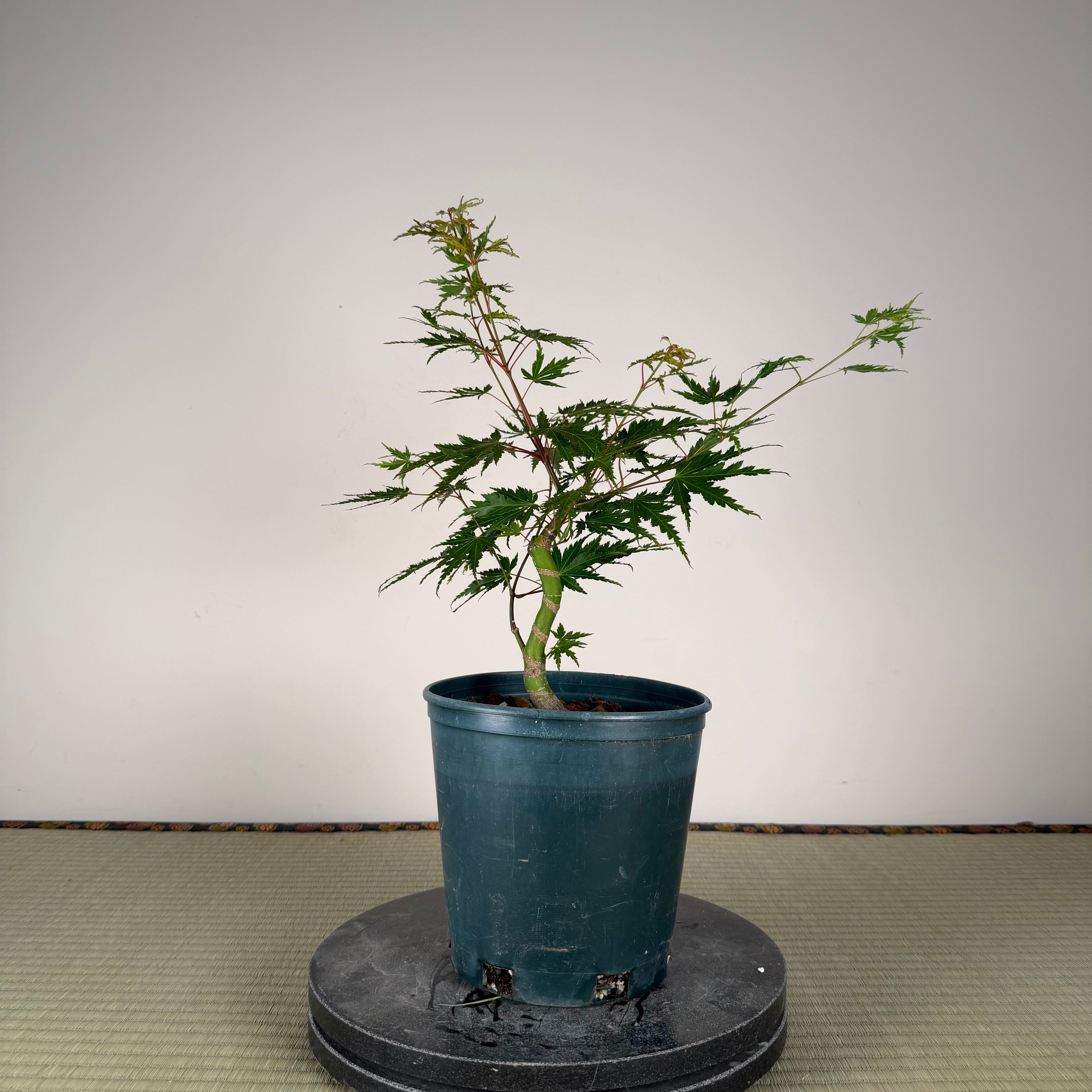 Acer palmatum 'Yves' Select' #4