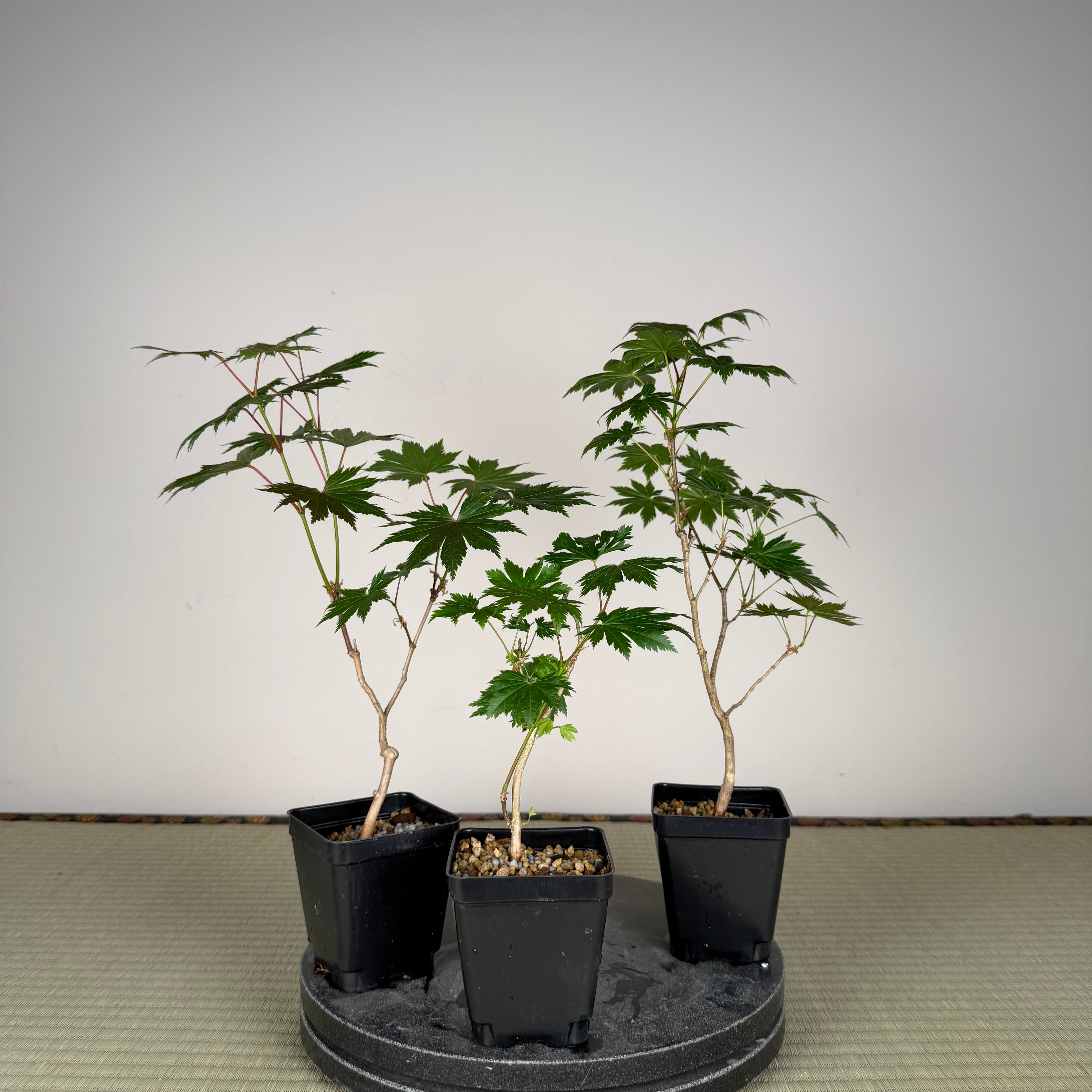 Acer tenuifolium 'Kohauchiwa' (5 units)