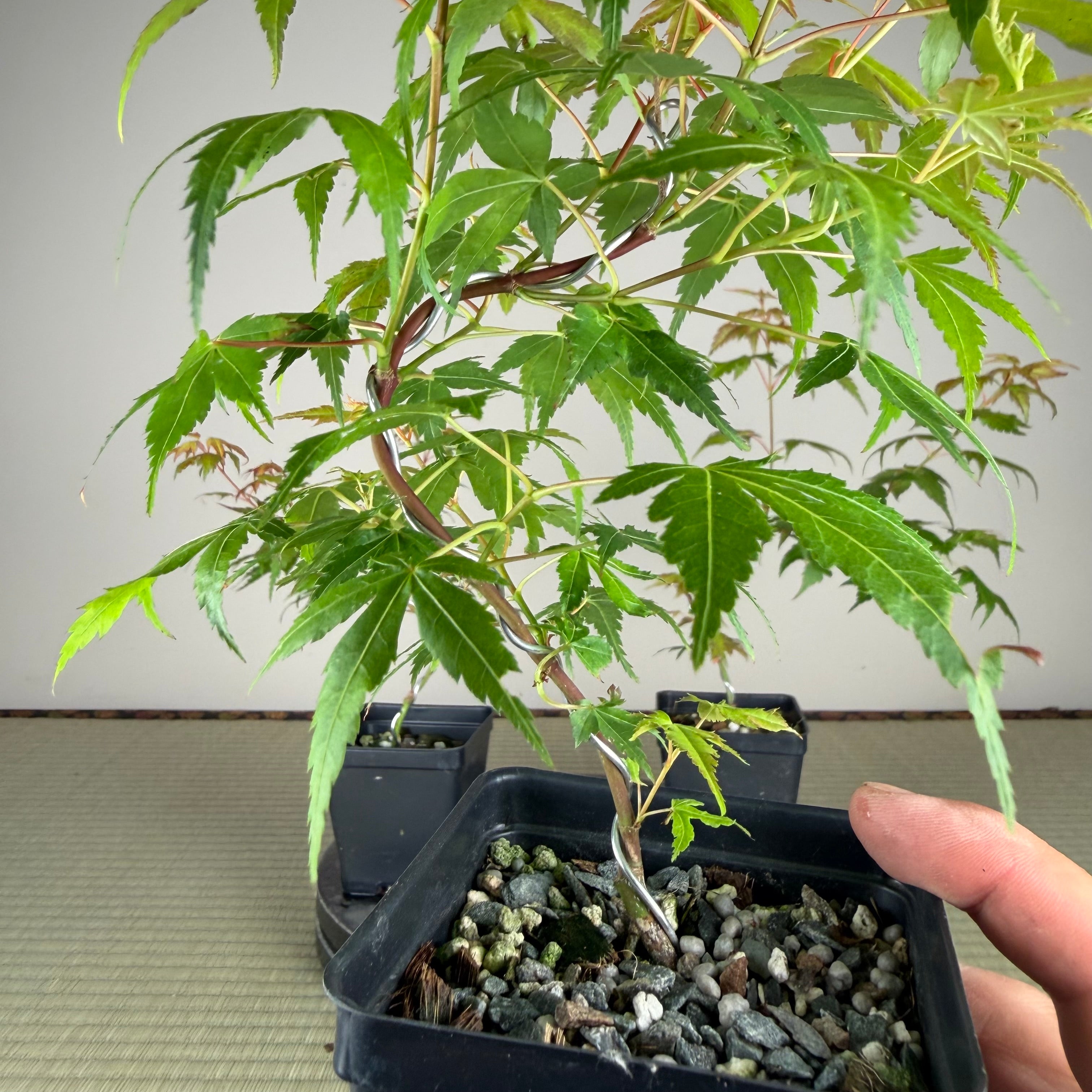 Acer palmatum 'Katsura' (wired)