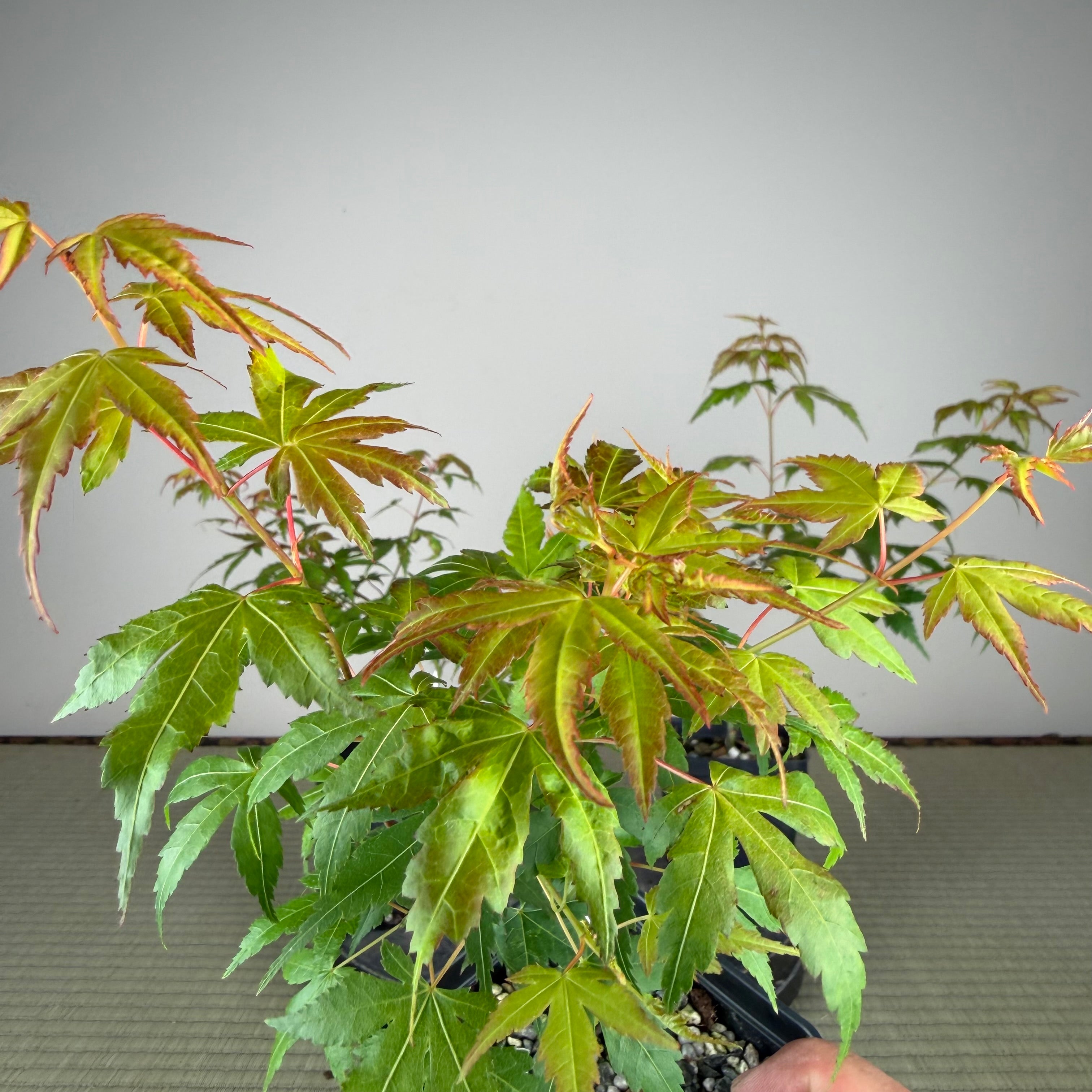 Acer palmatum 'Katsura' (wired)
