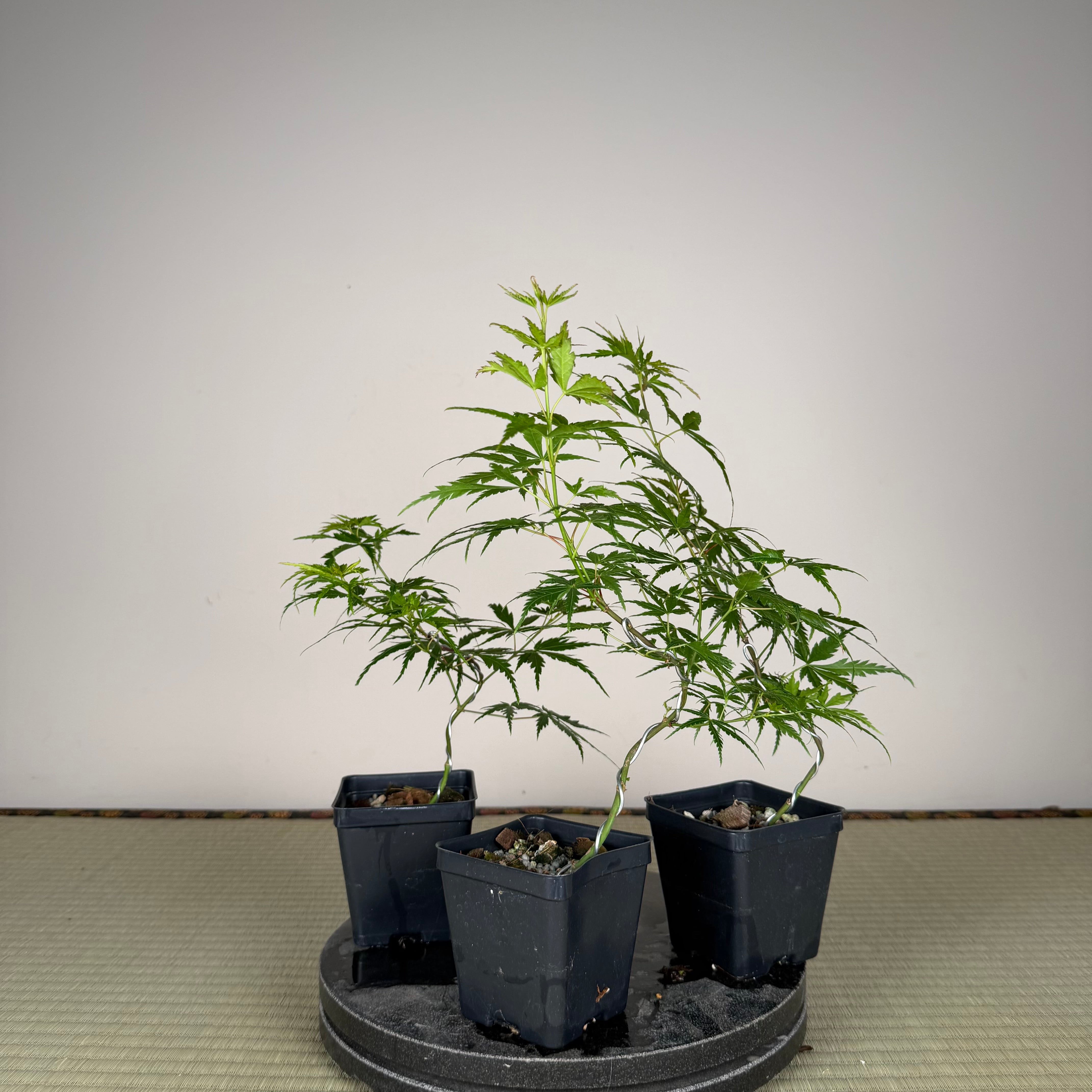 Acer palmatum 'Yves' Doigts de fée' (wired)