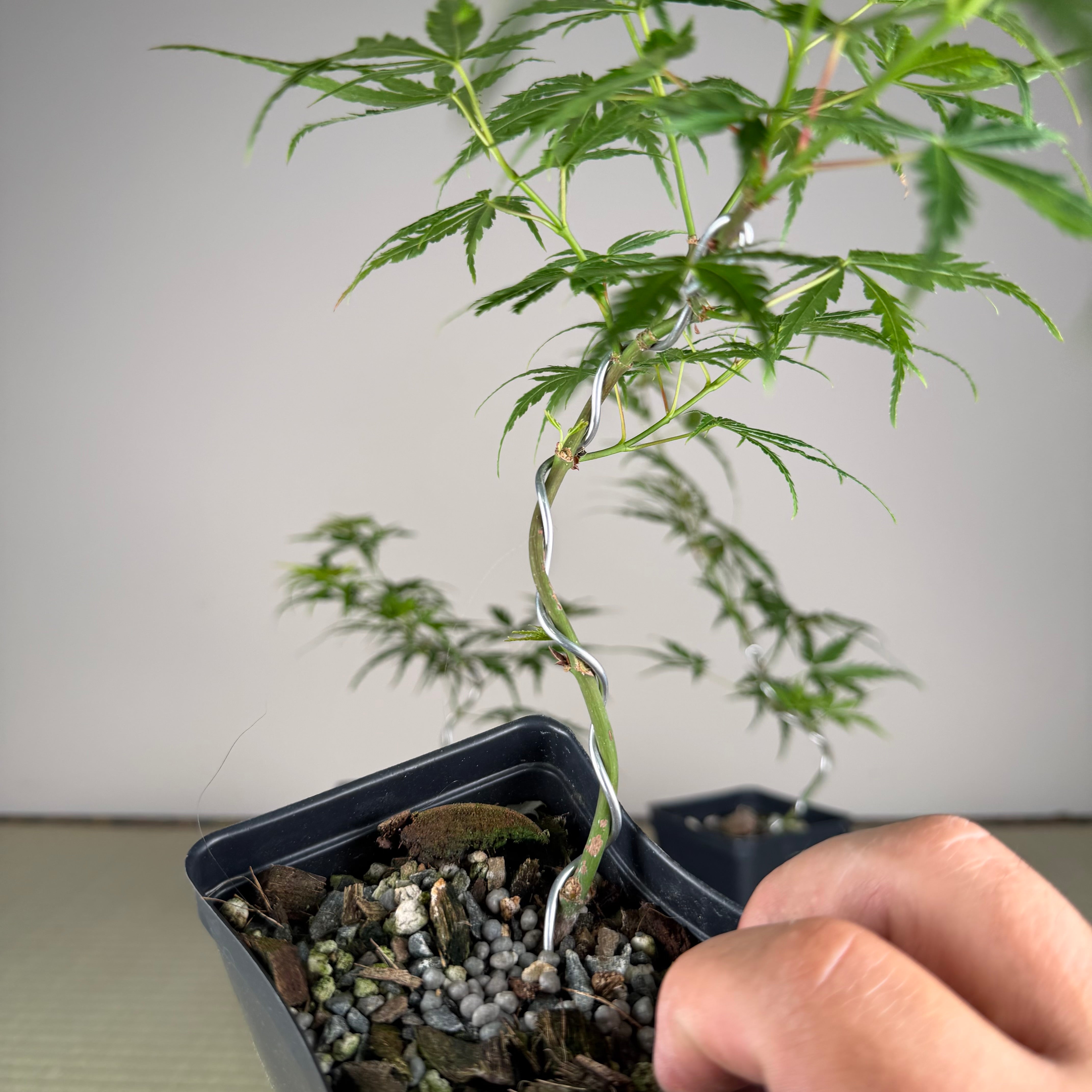 Acer palmatum 'Yves' Doigts de fée' (wired)