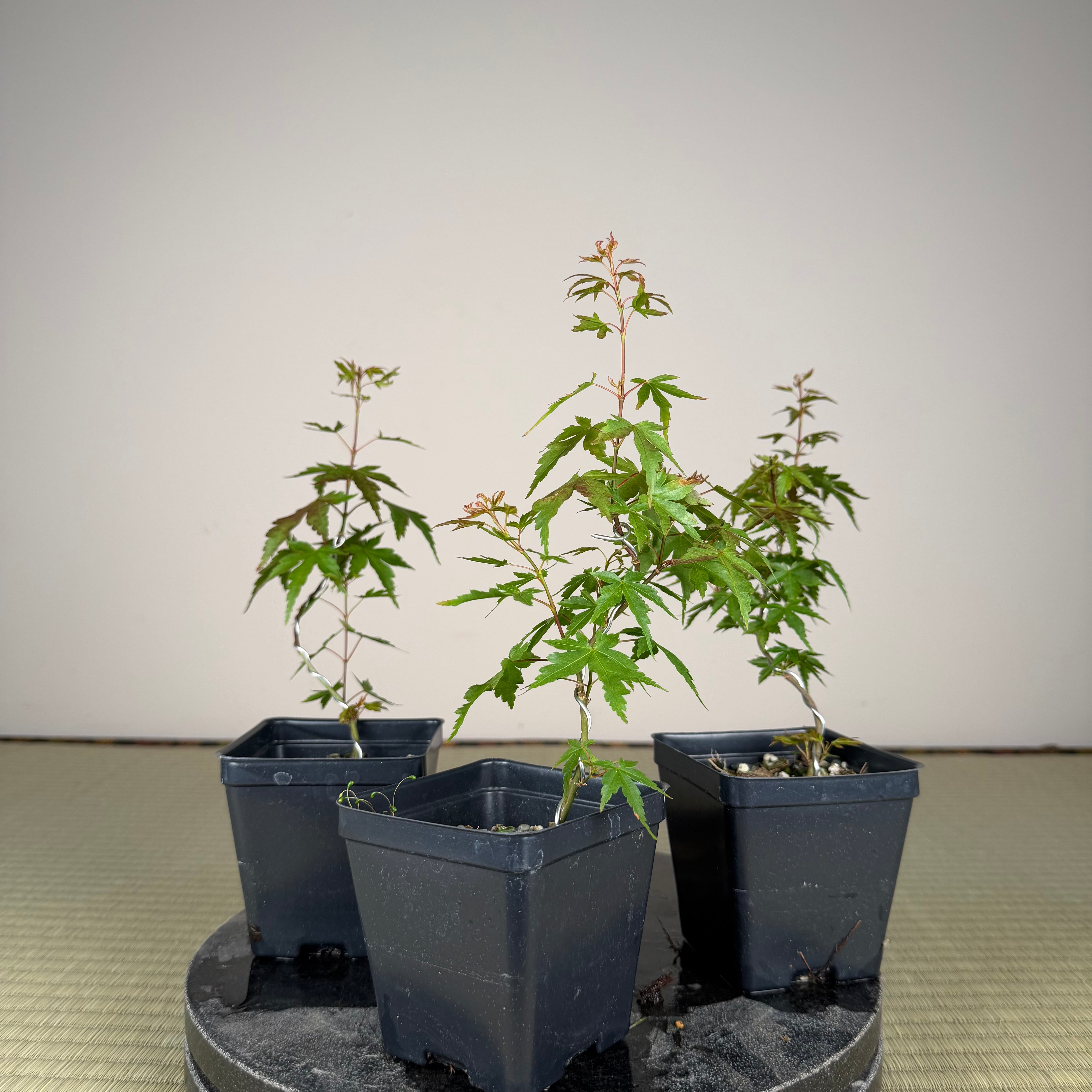 Acer palmatum 'Yves' Petites Feuiles' (wired)