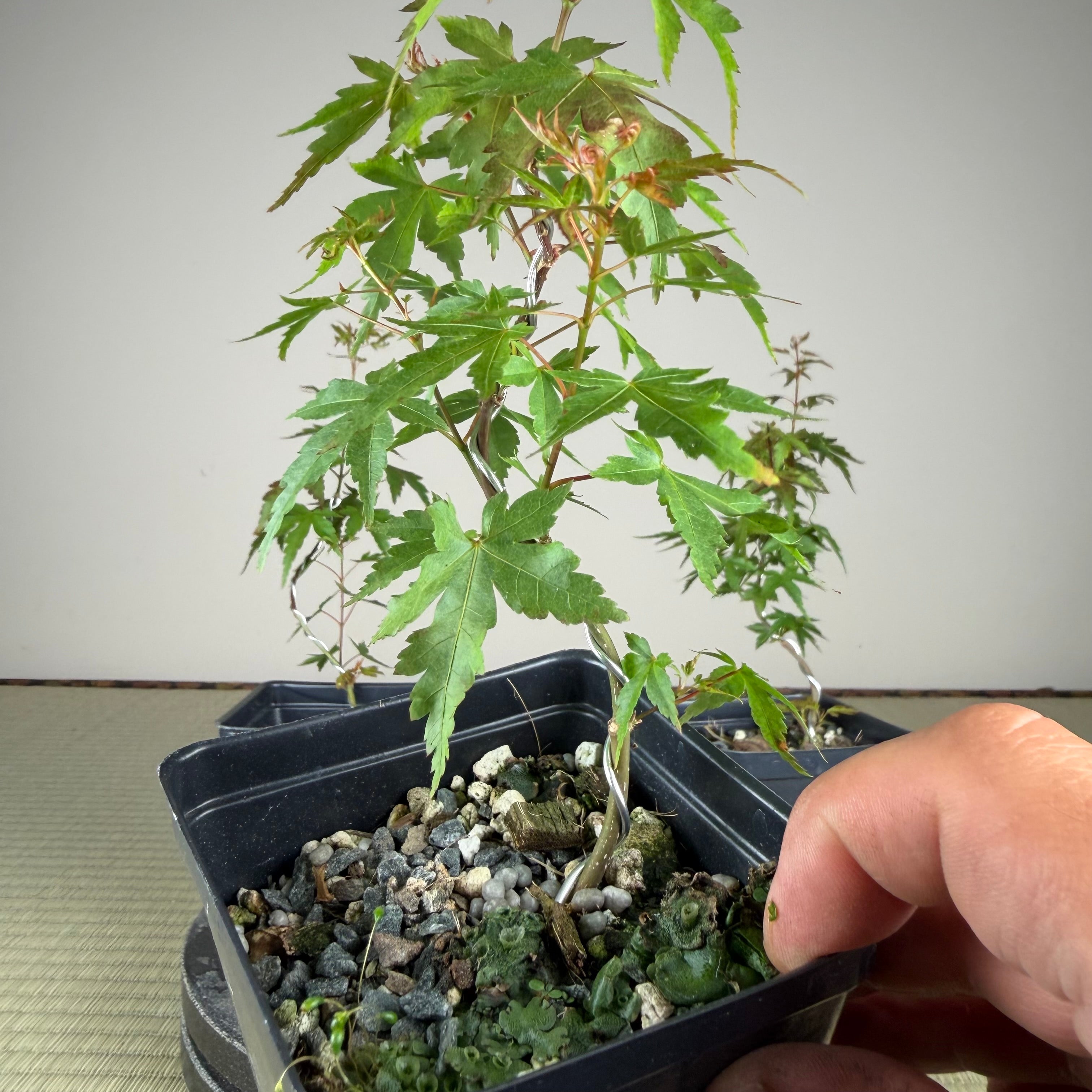 Acer palmatum 'Yves' Petites Feuiles' (wired)