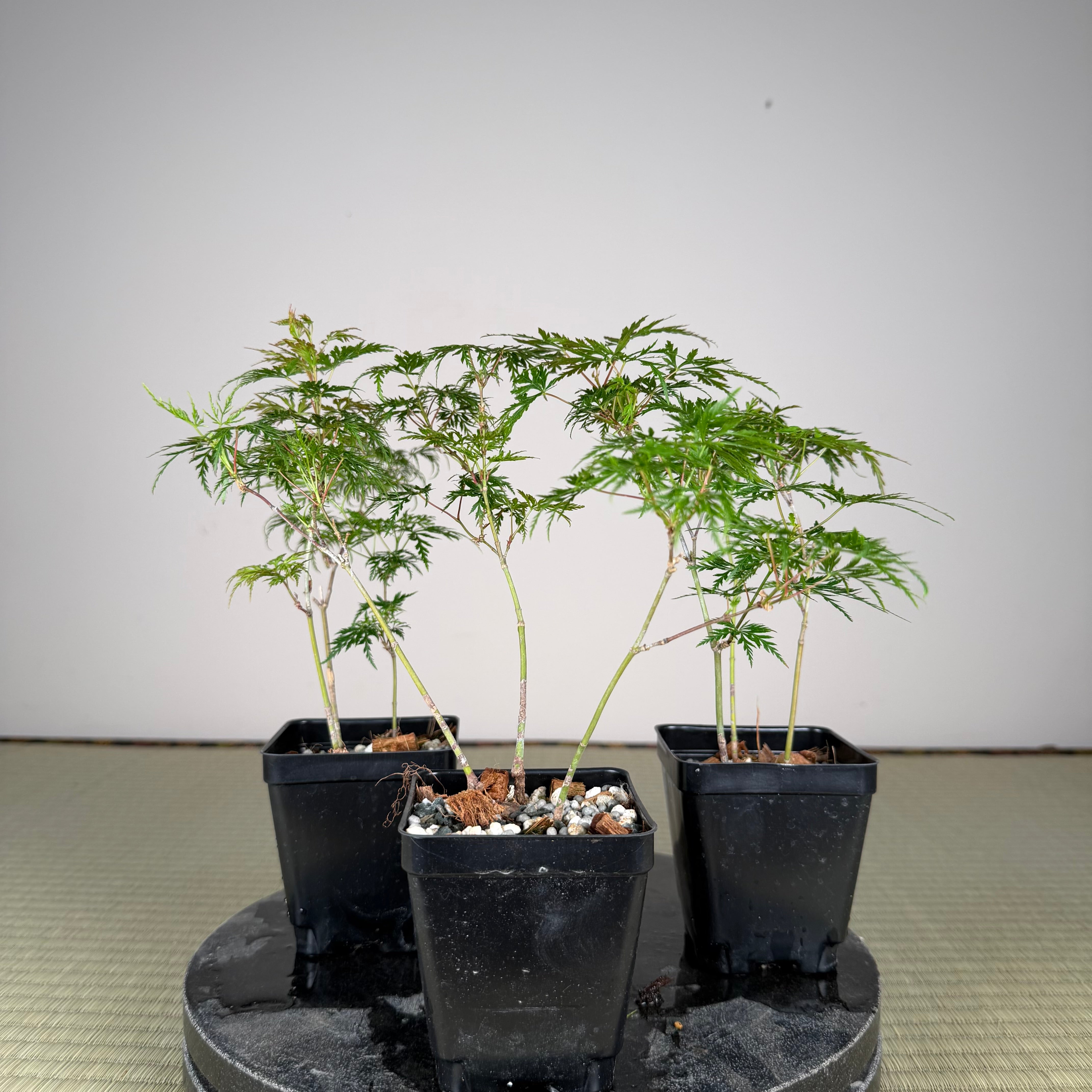 Acer palmatum 'Emerald Lace' (3 units per pot)