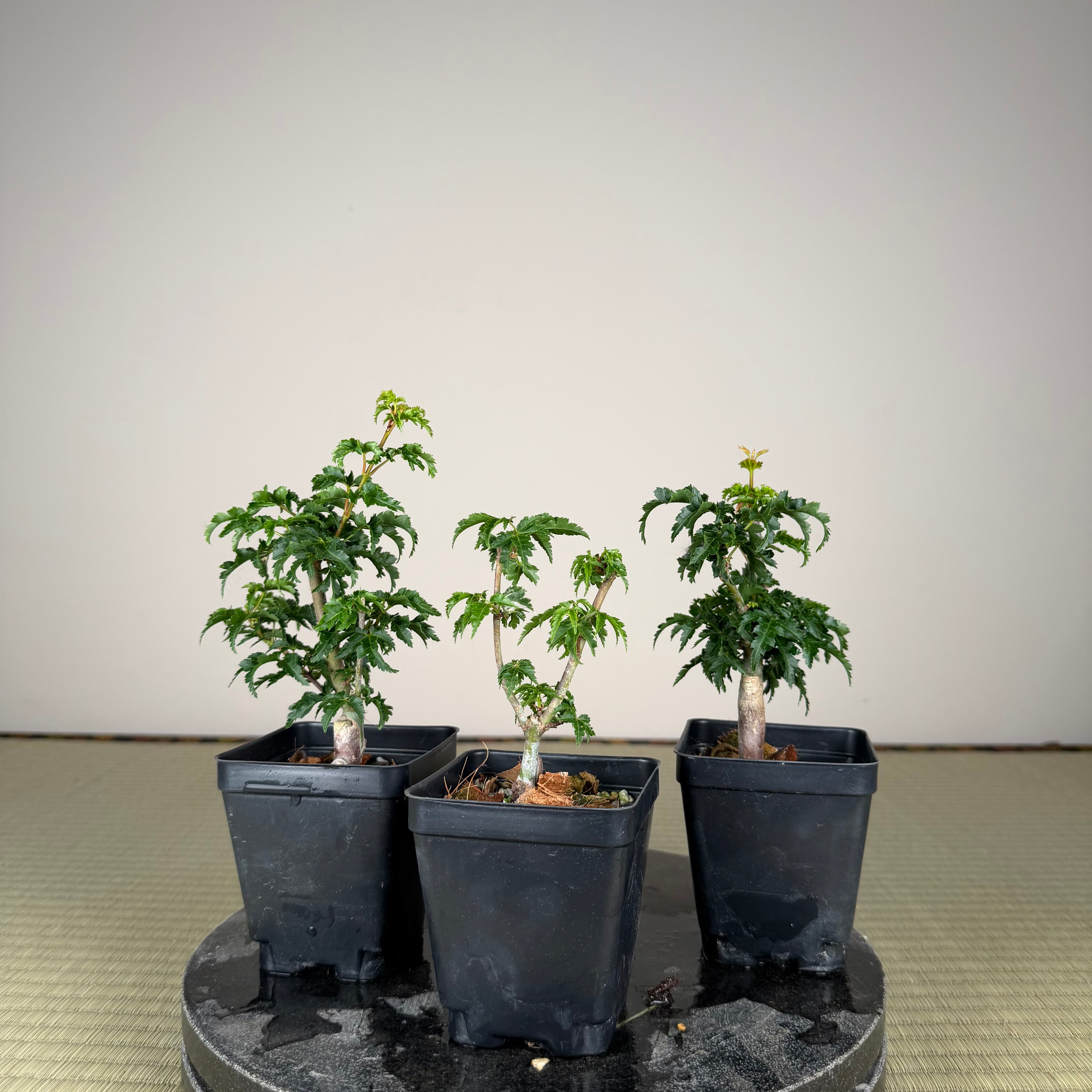 Acer palmatum 'Shishigashira' (grafted)