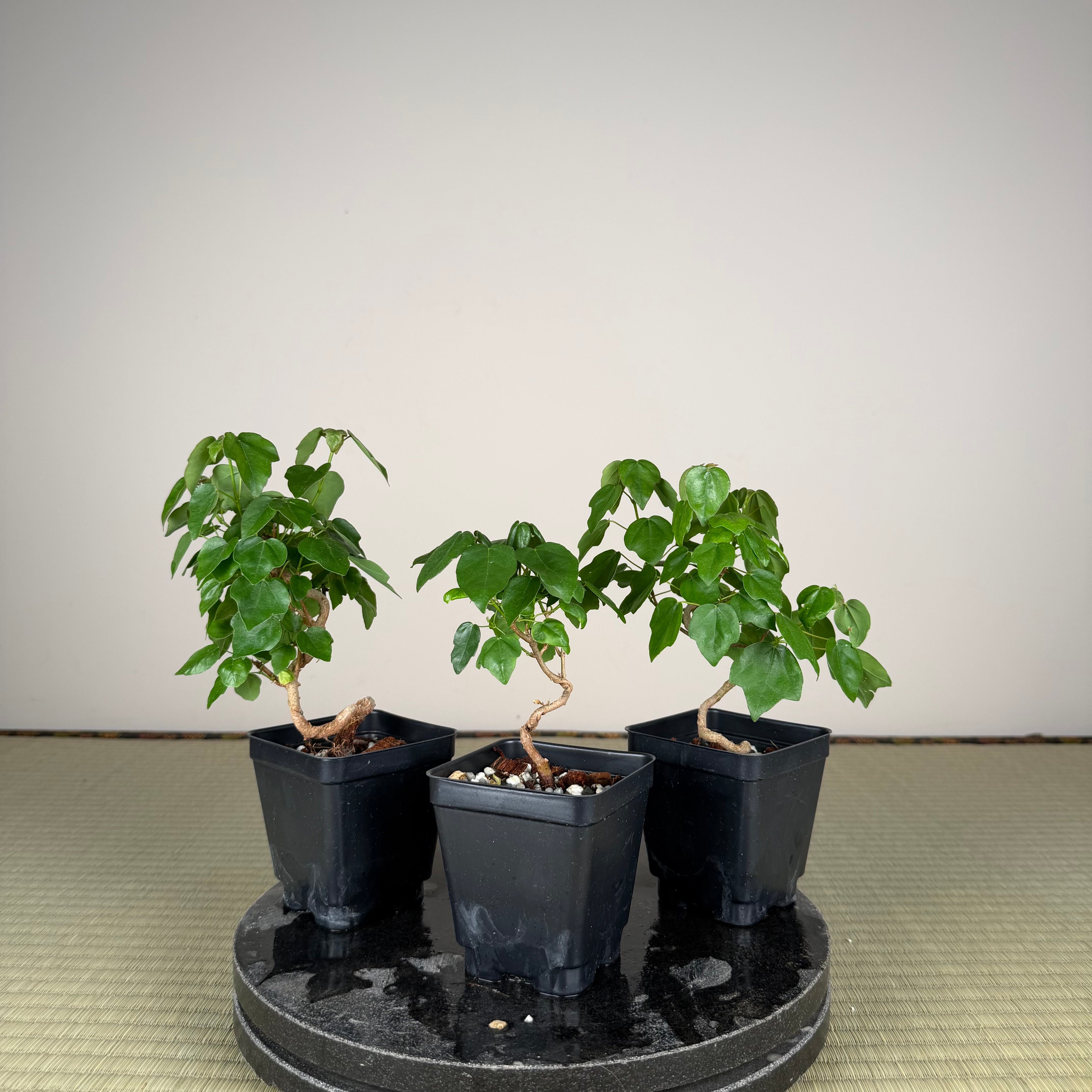 Acer buergerianum 'Miyasama'