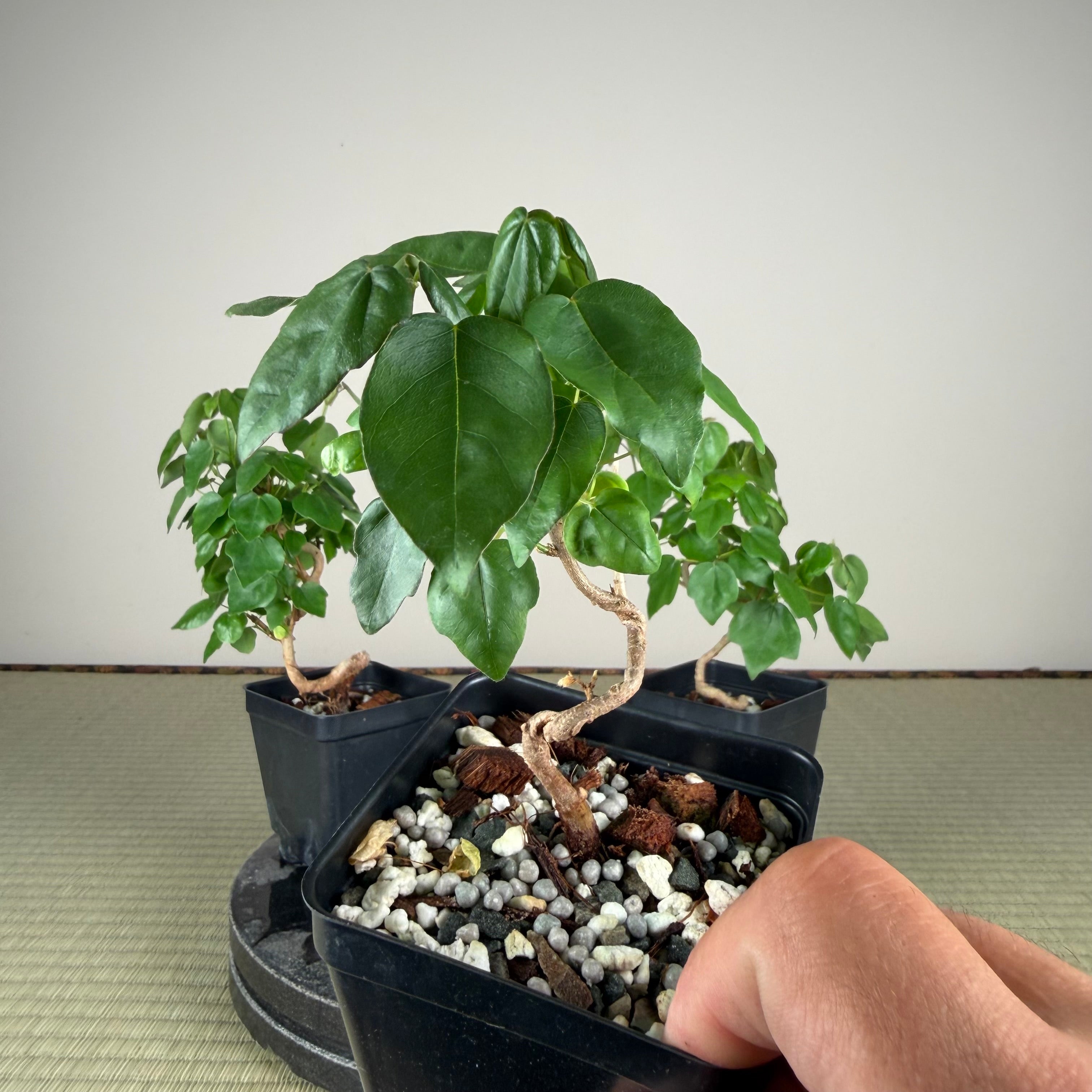 Acer buergerianum 'Miyasama'