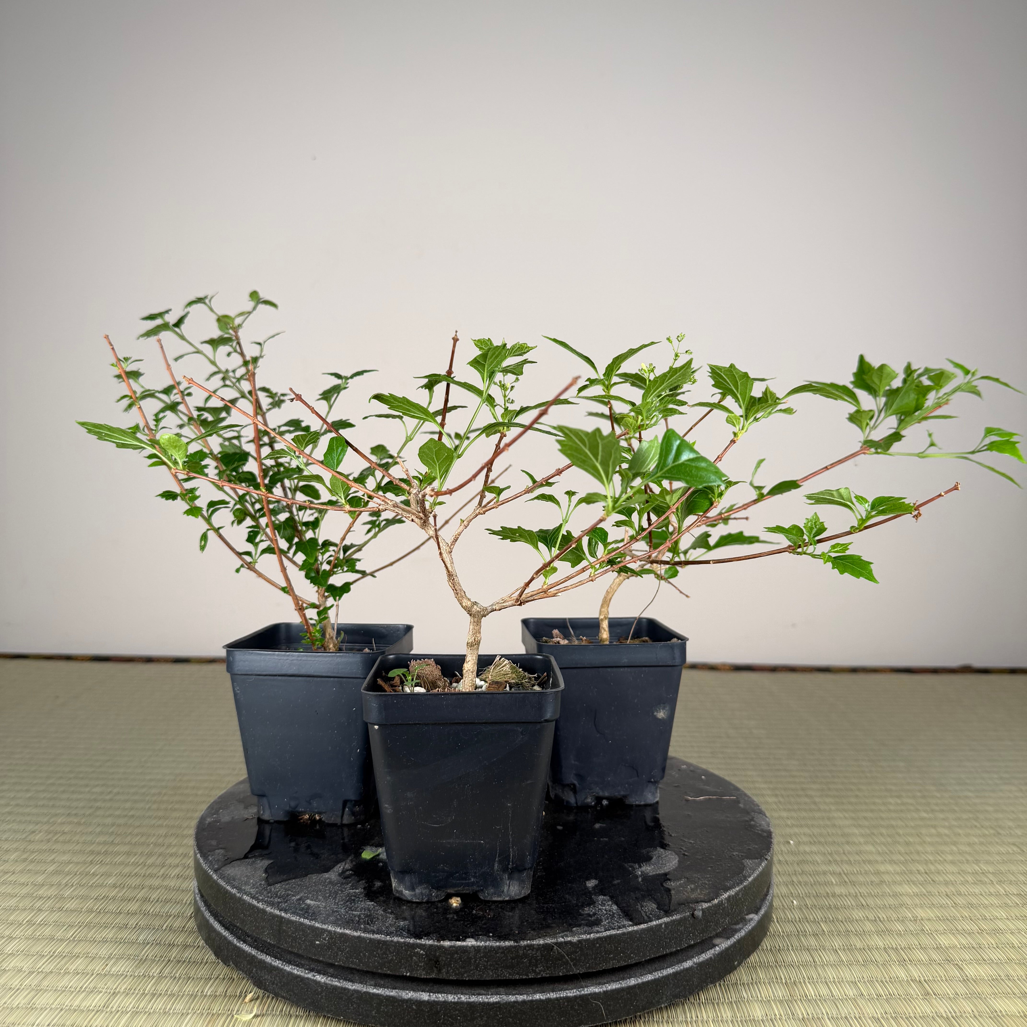 Premna japonica (medium)