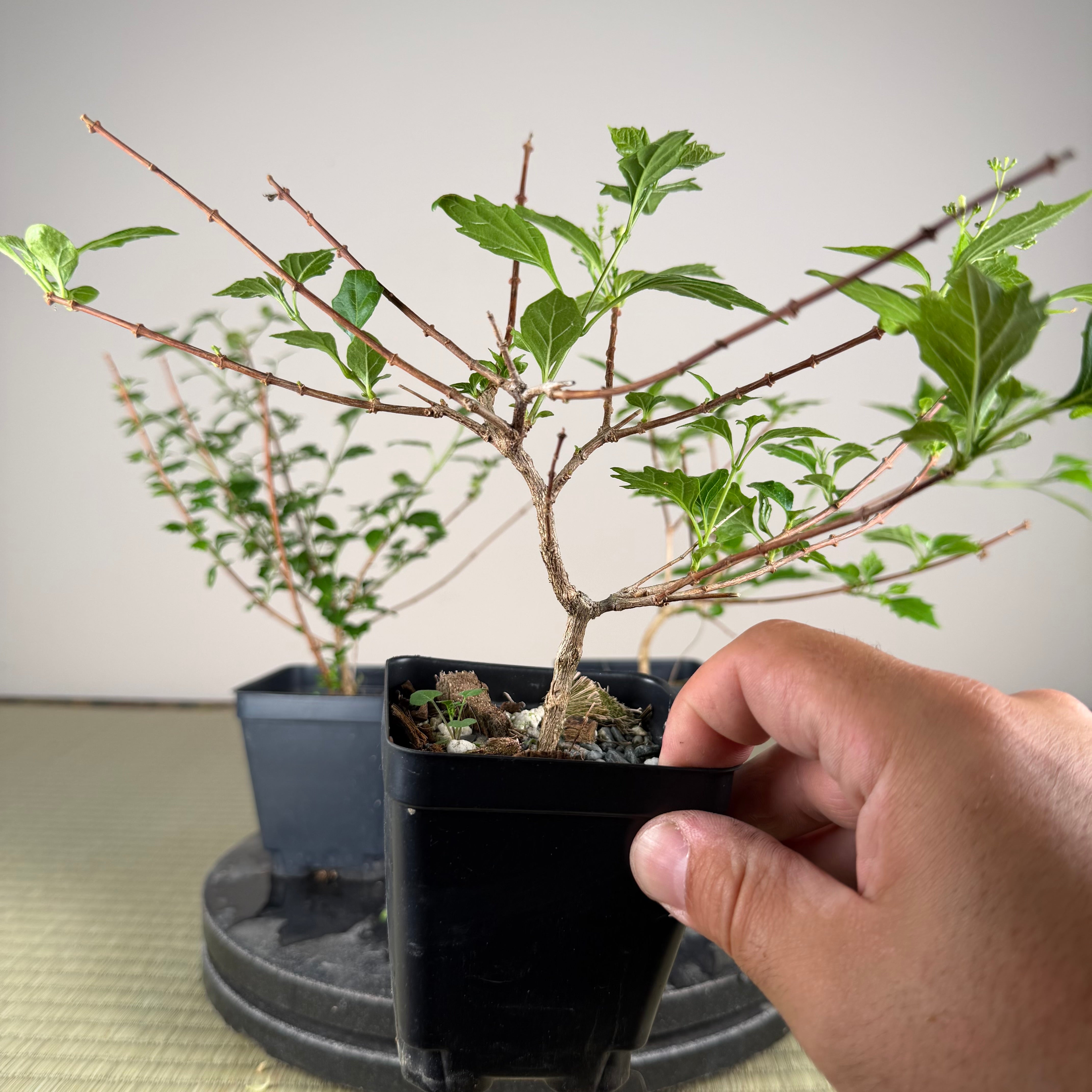 Premna japonica (small)