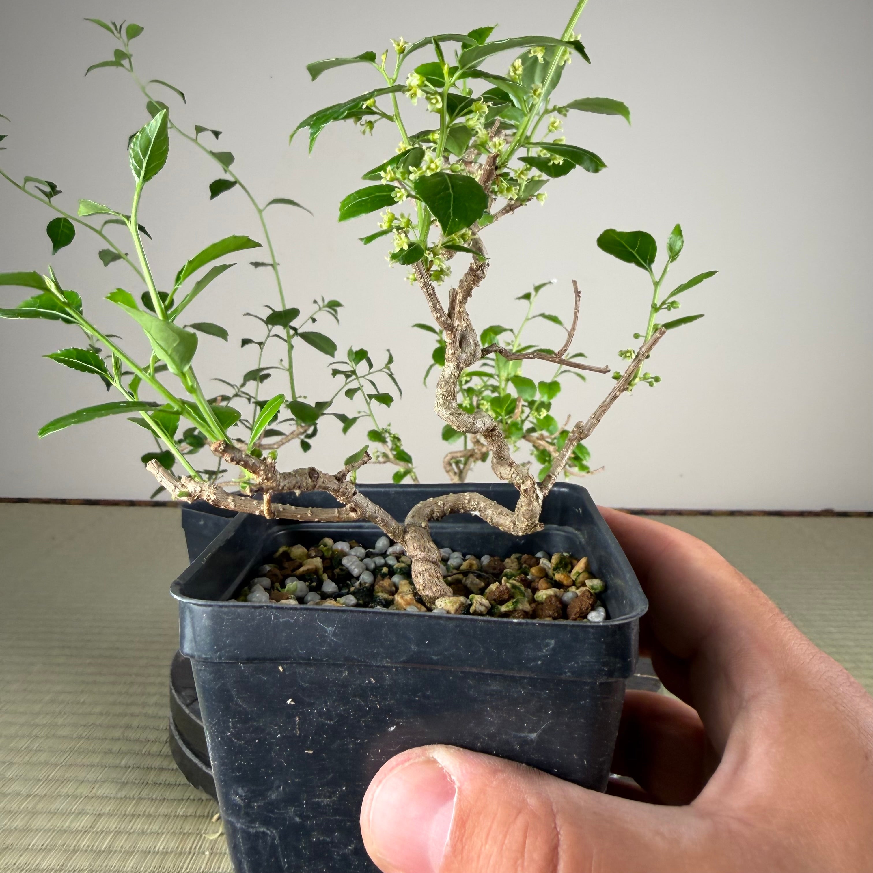 Celastrus (non invasive)