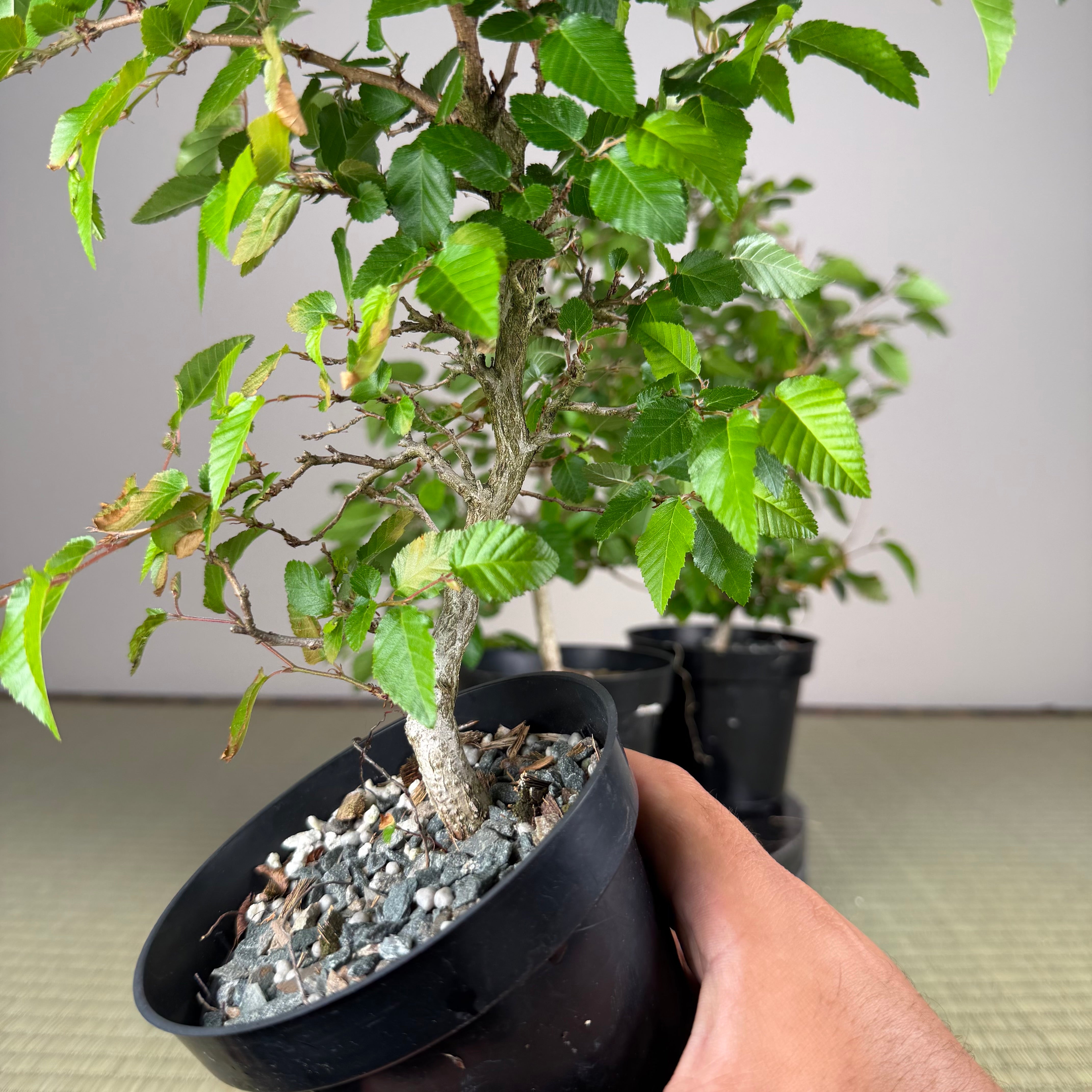 Carpinus turczaninowii