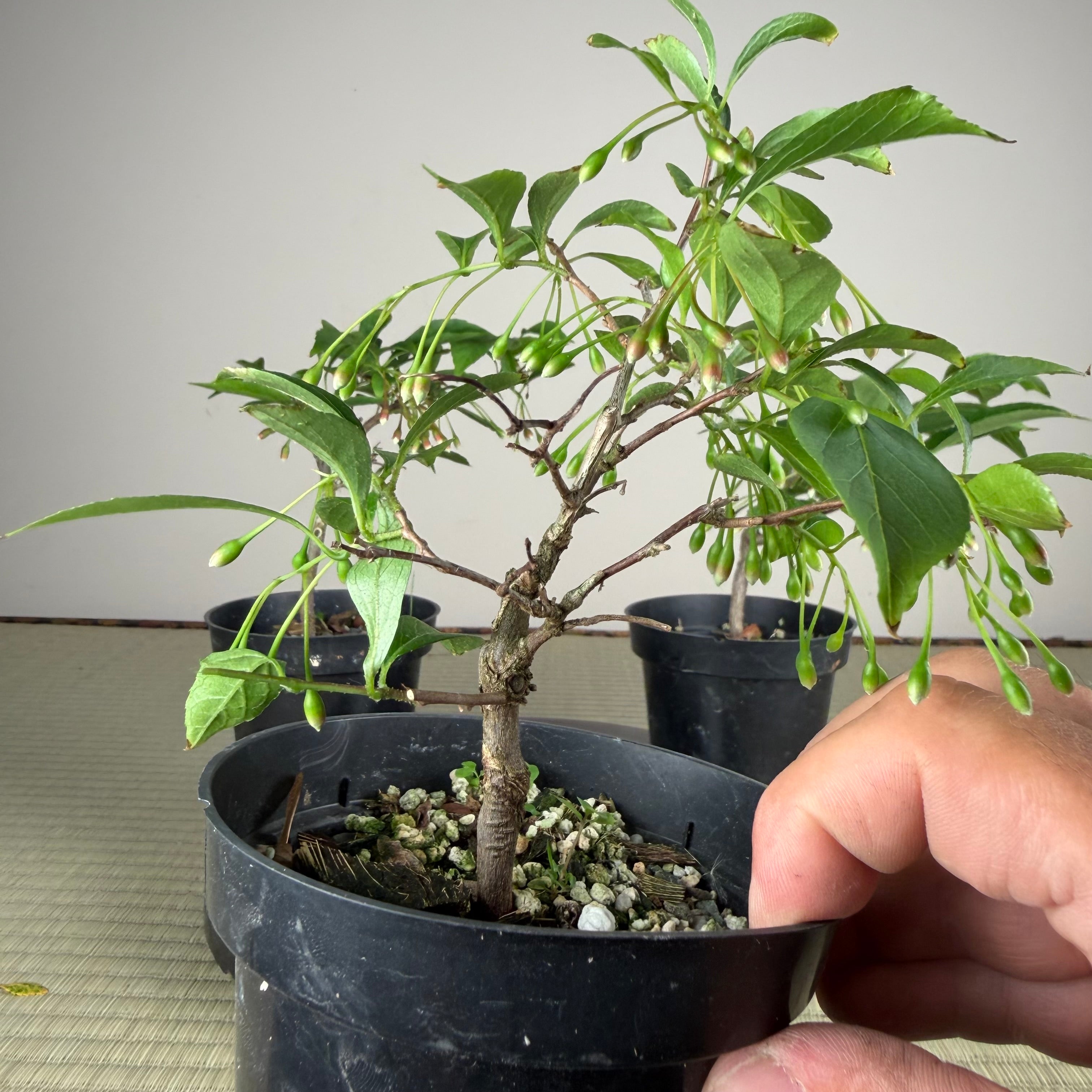 Styrax japonicus (red flower)