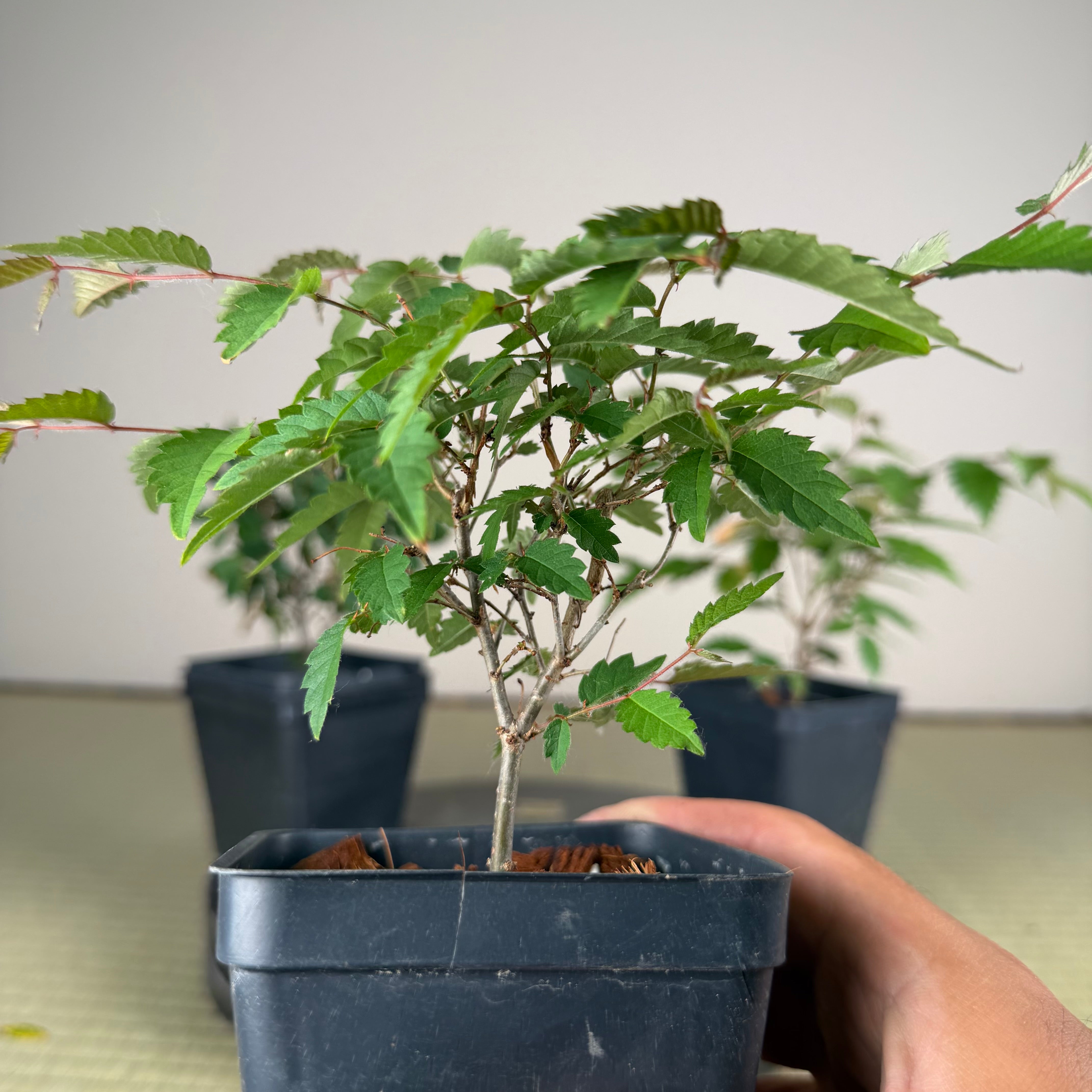 Zelkova serrata