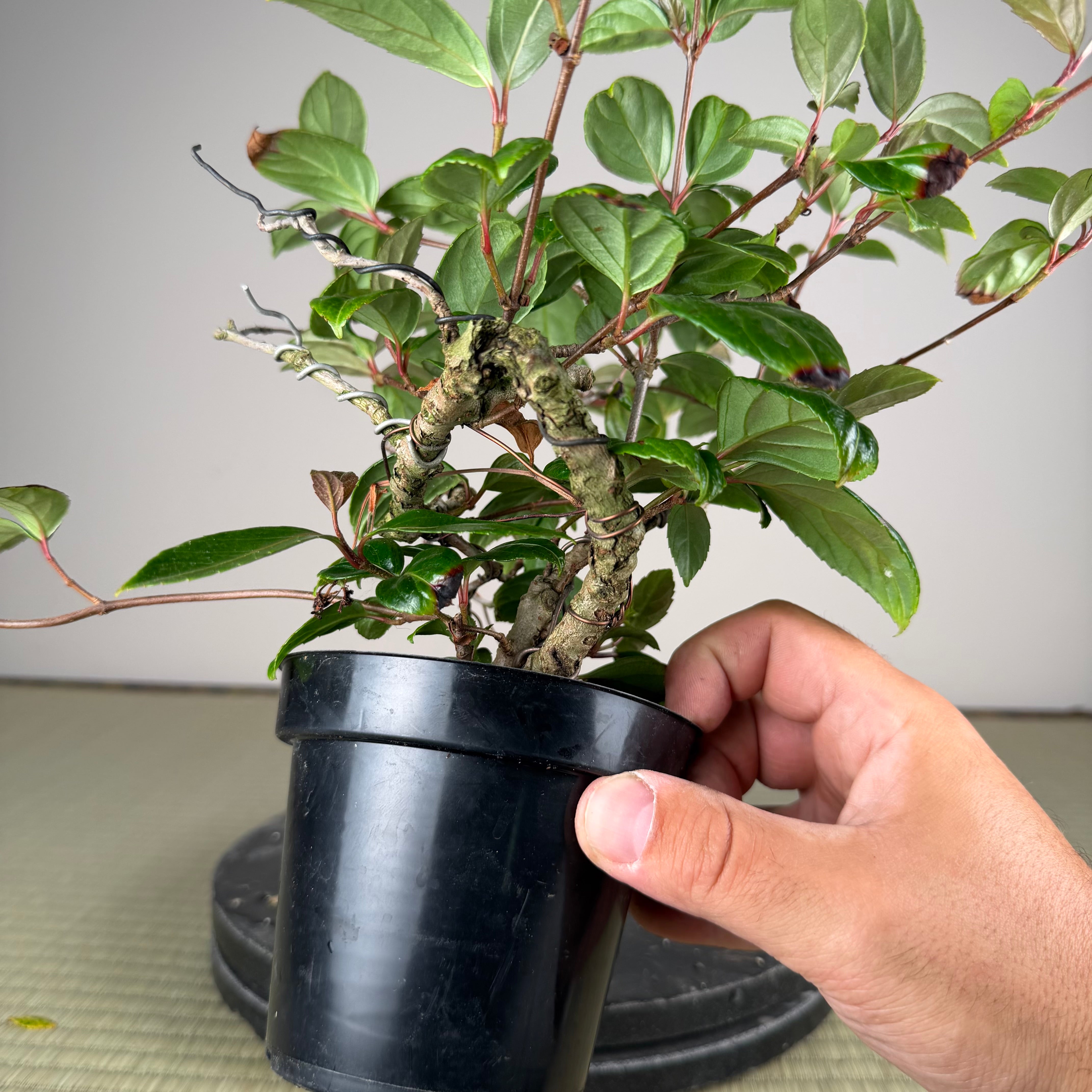 Kadsura japonica
