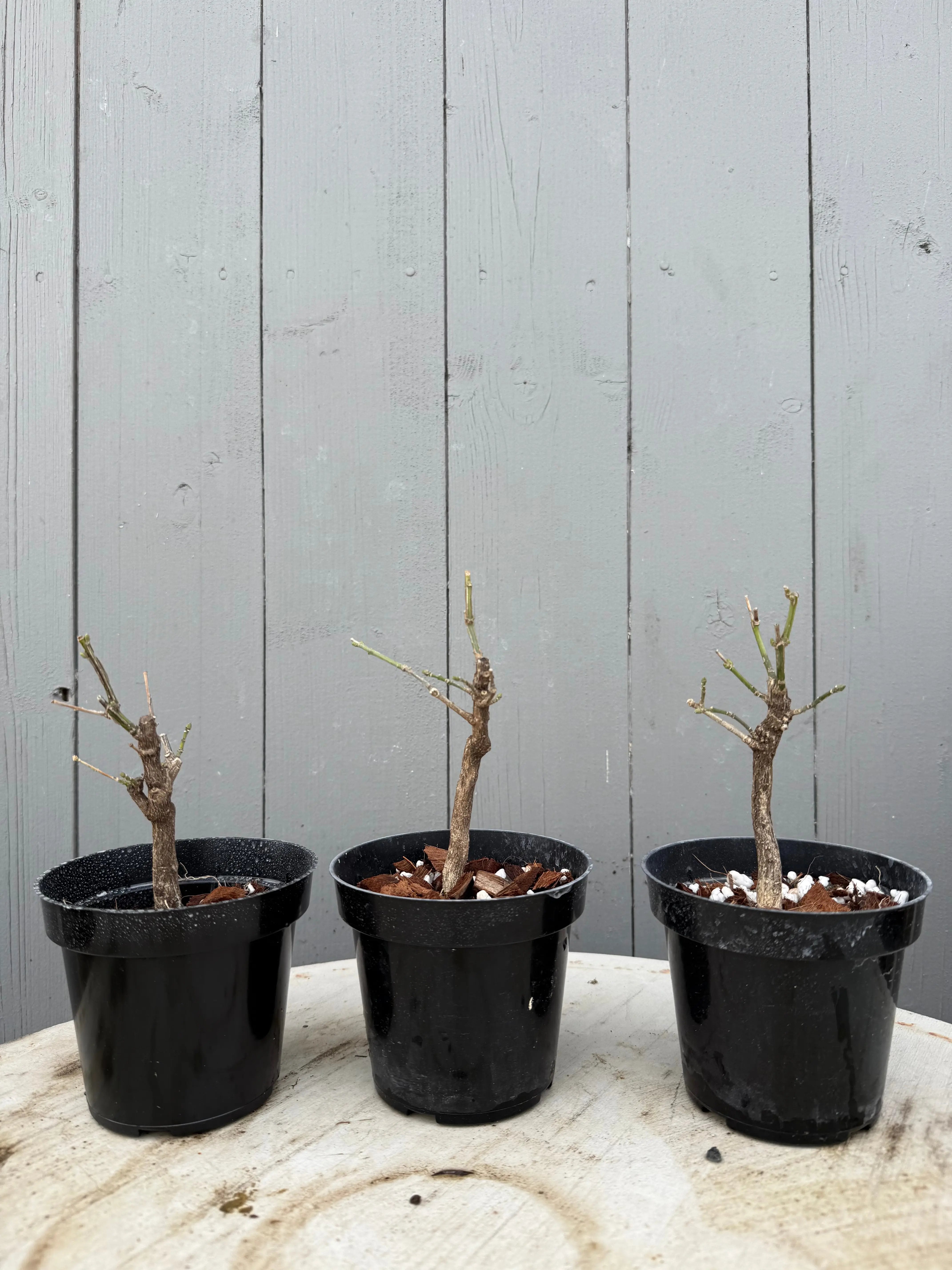Euonymus (white flower) Canada Bonsai