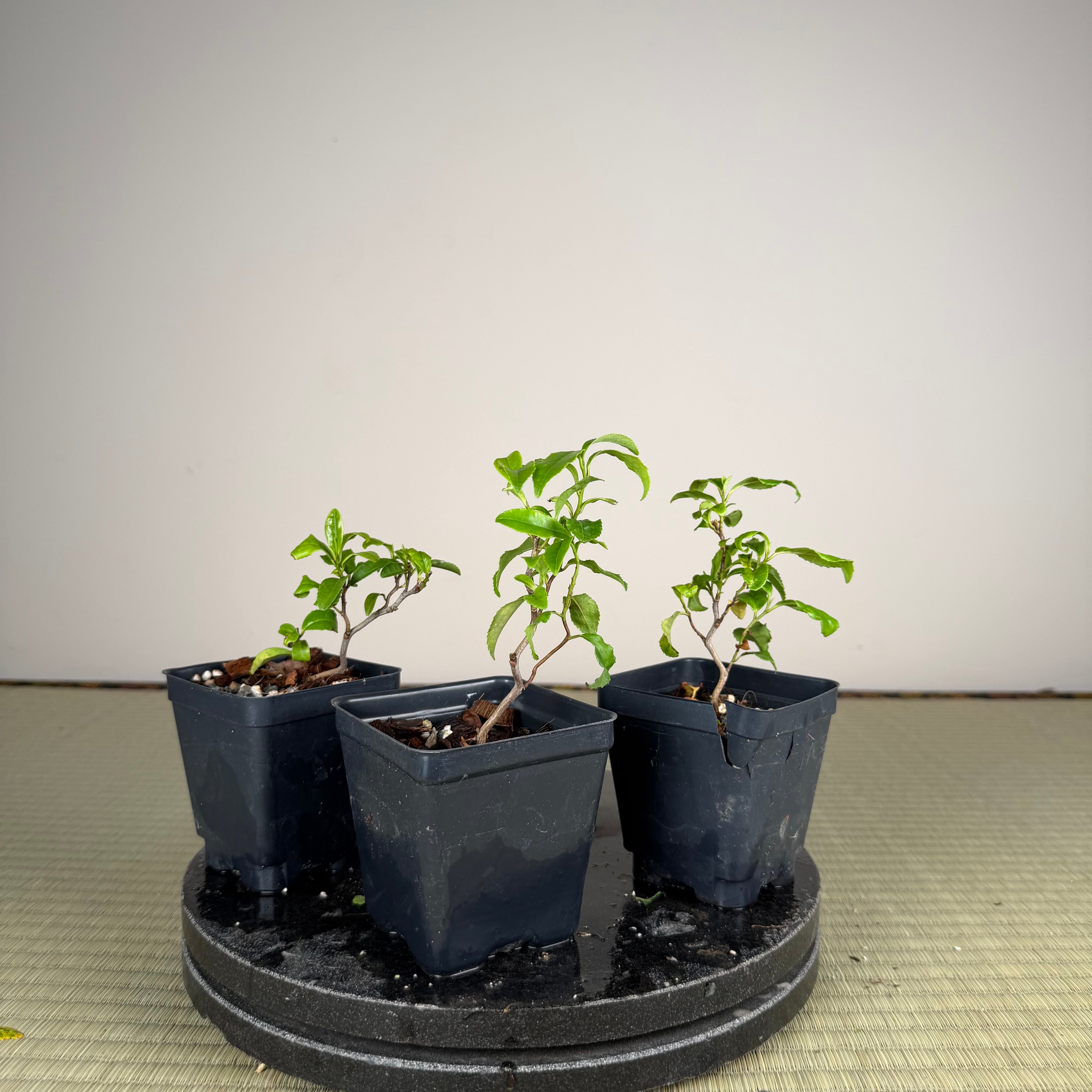 Camellia sinensis 'Unryu'