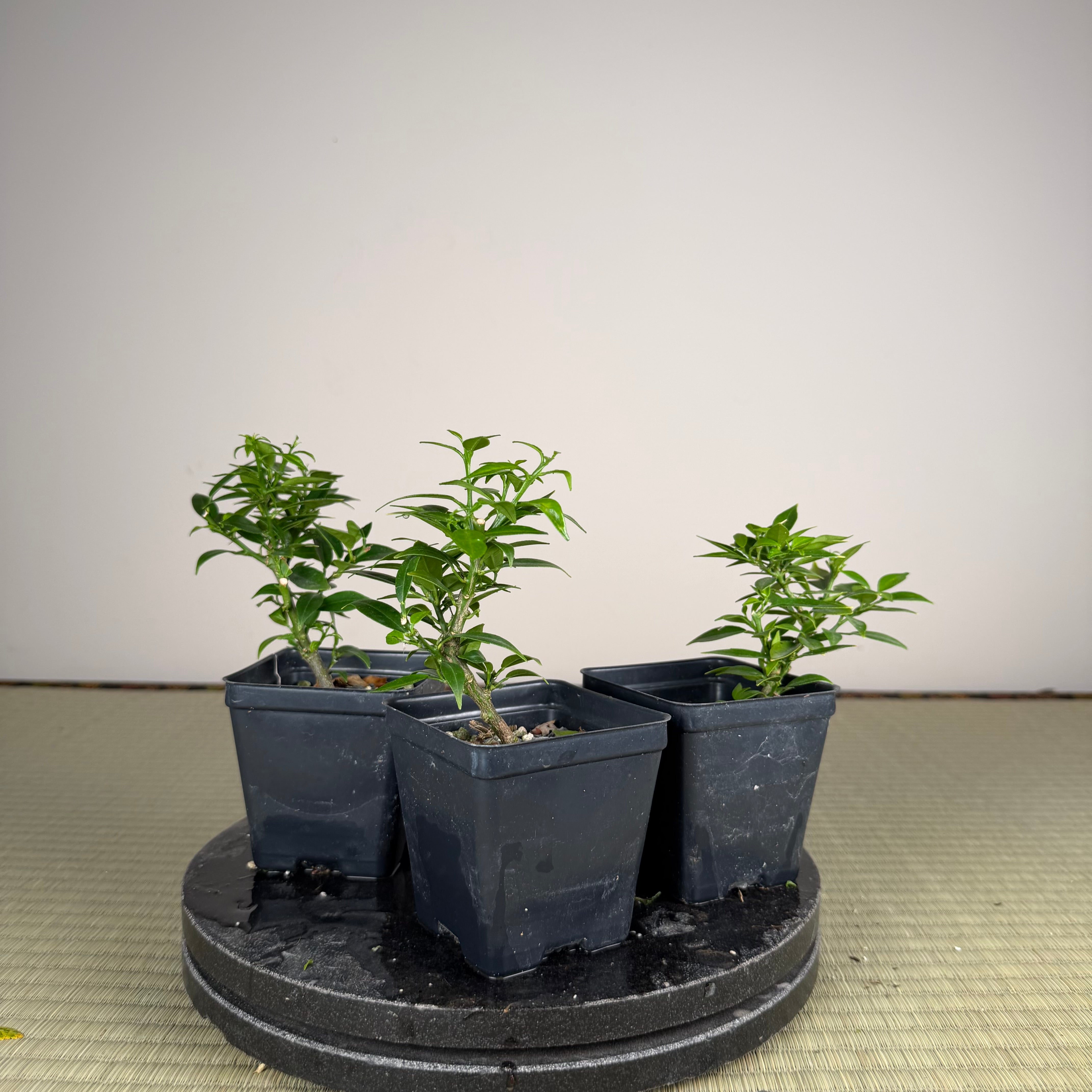 Citrus myrtifolia (Chinotto)