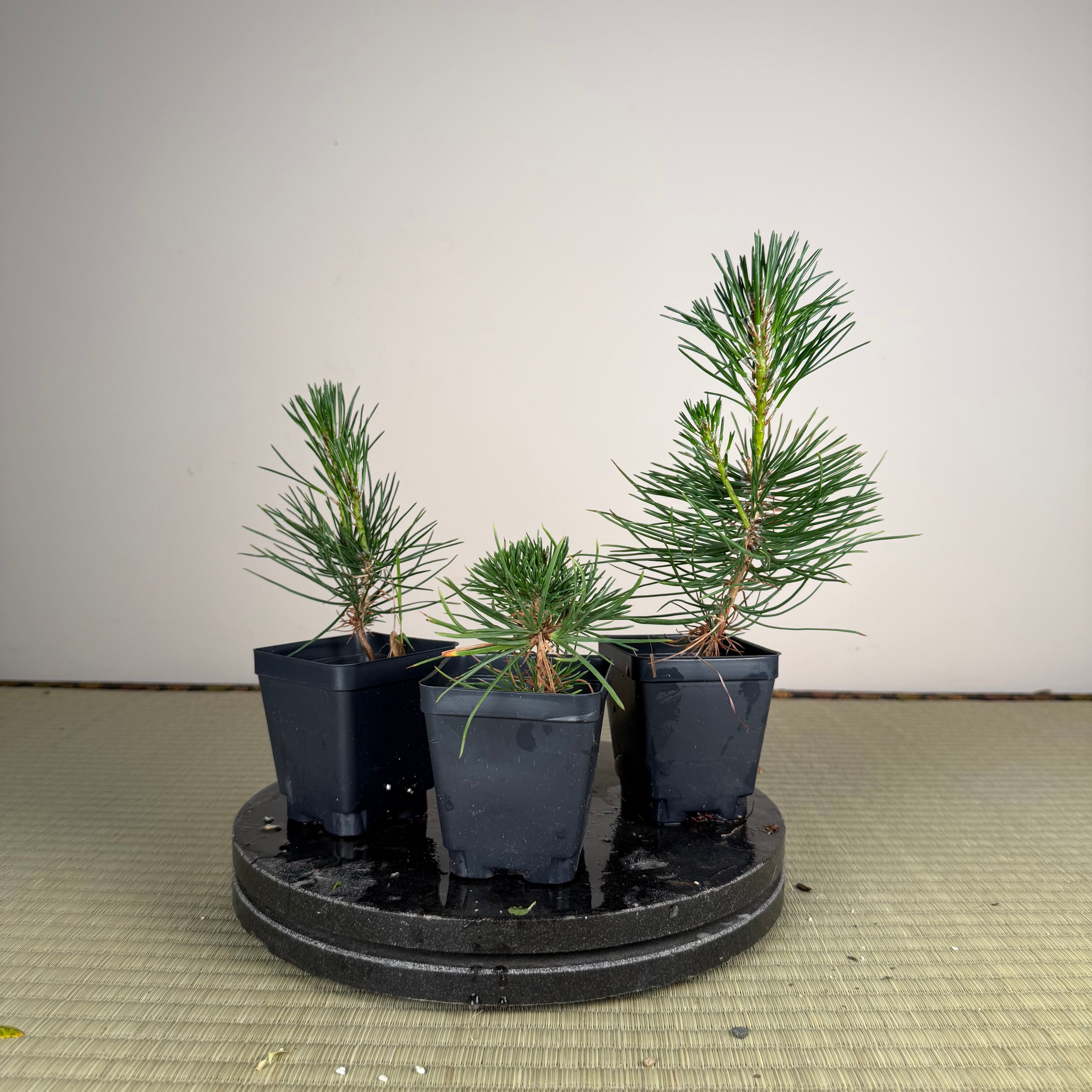 Pinus densiflora