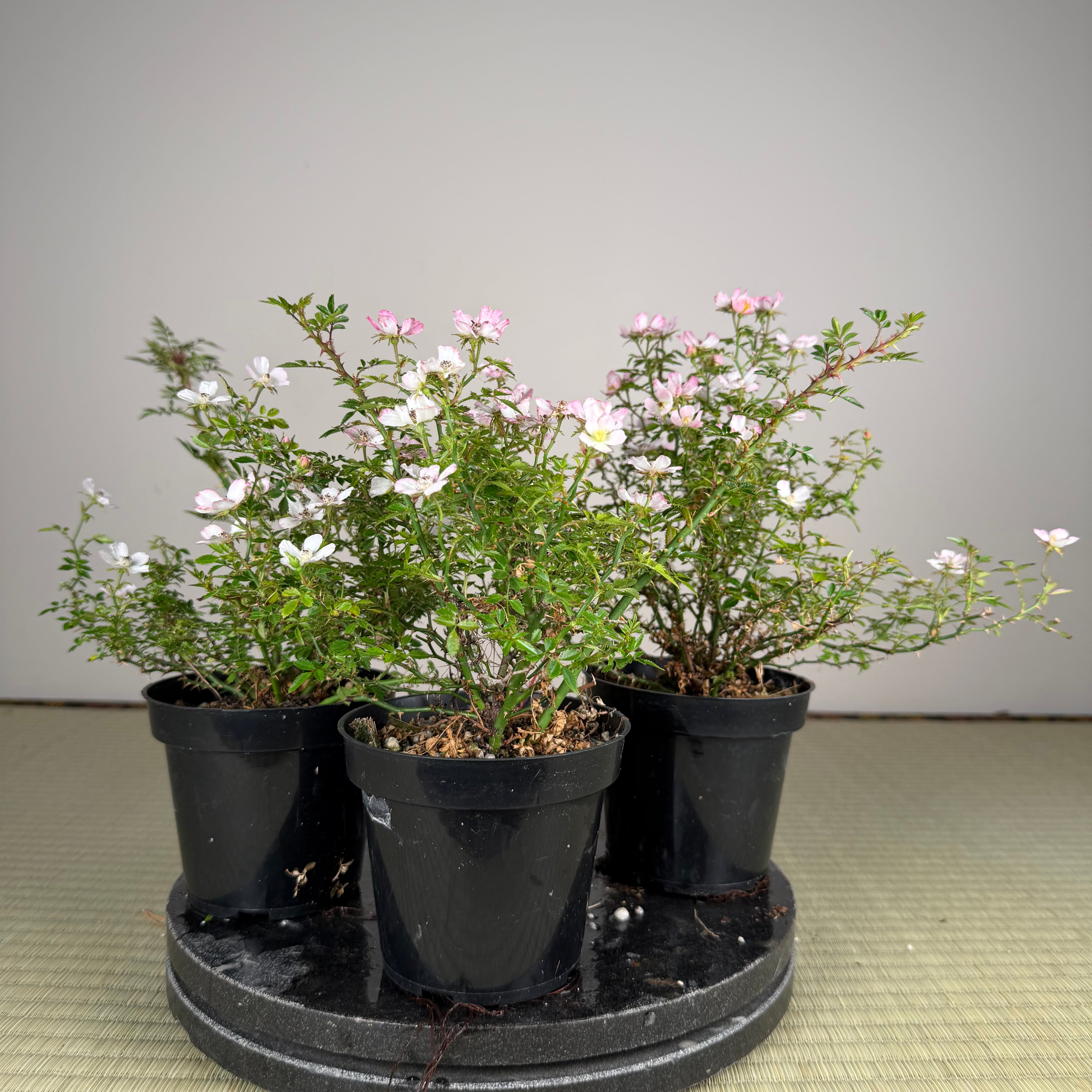 Rosa (white/pink) (medium)