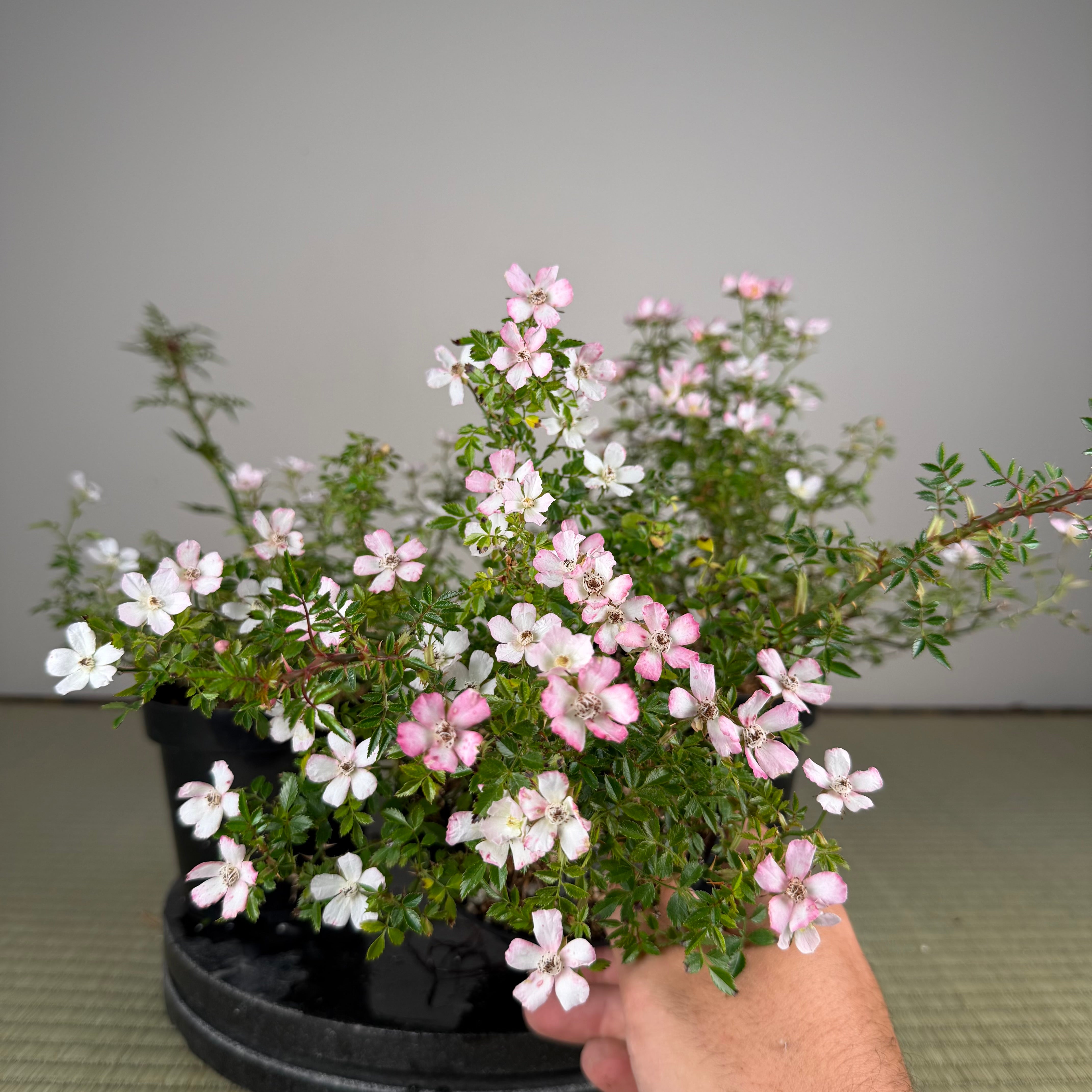 Rosa (white/pink) (small)